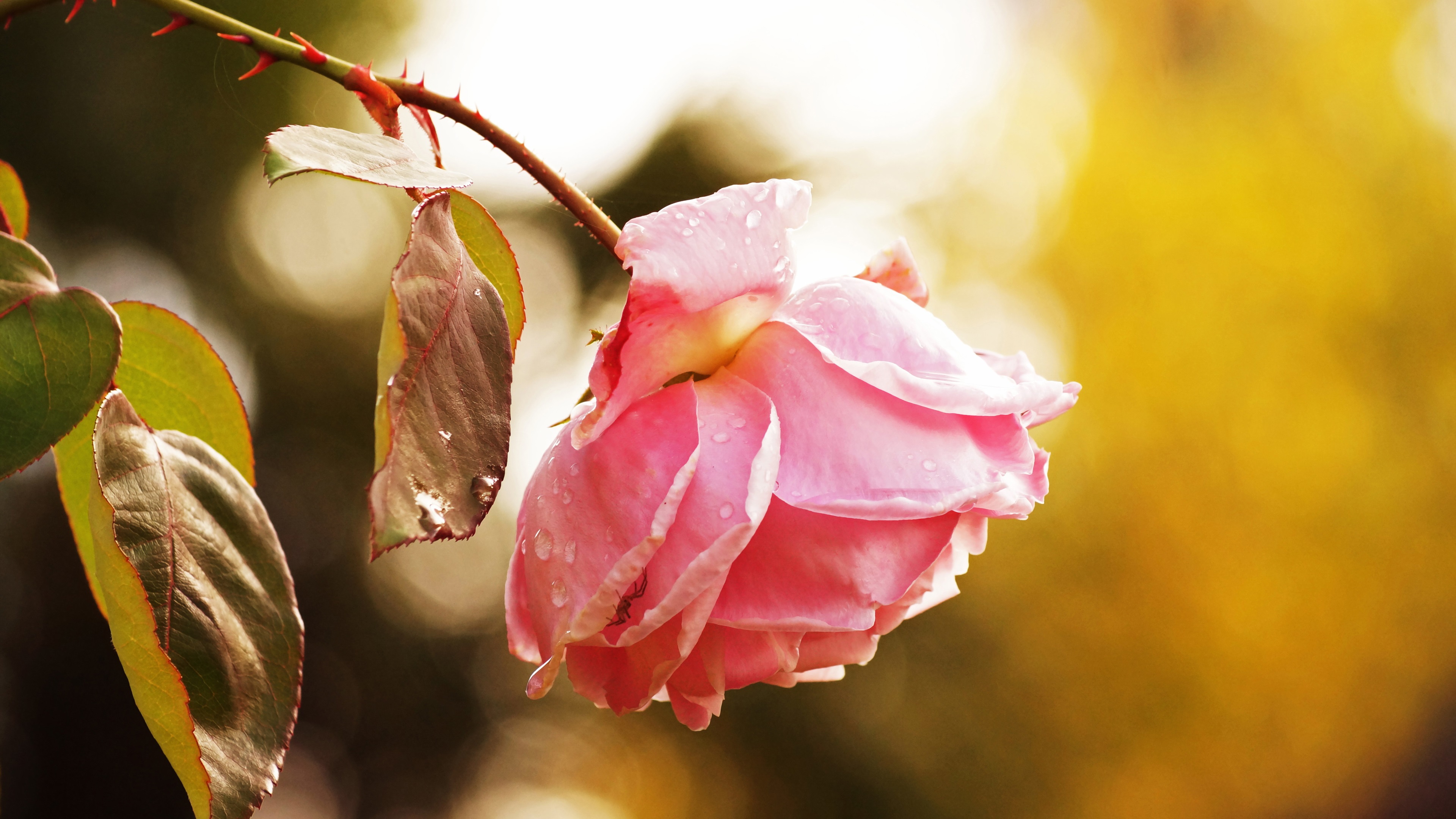 Wallpaper Pink Rose, After Rain, Water Drops - Pink Rose With Rain - HD Wallpaper 