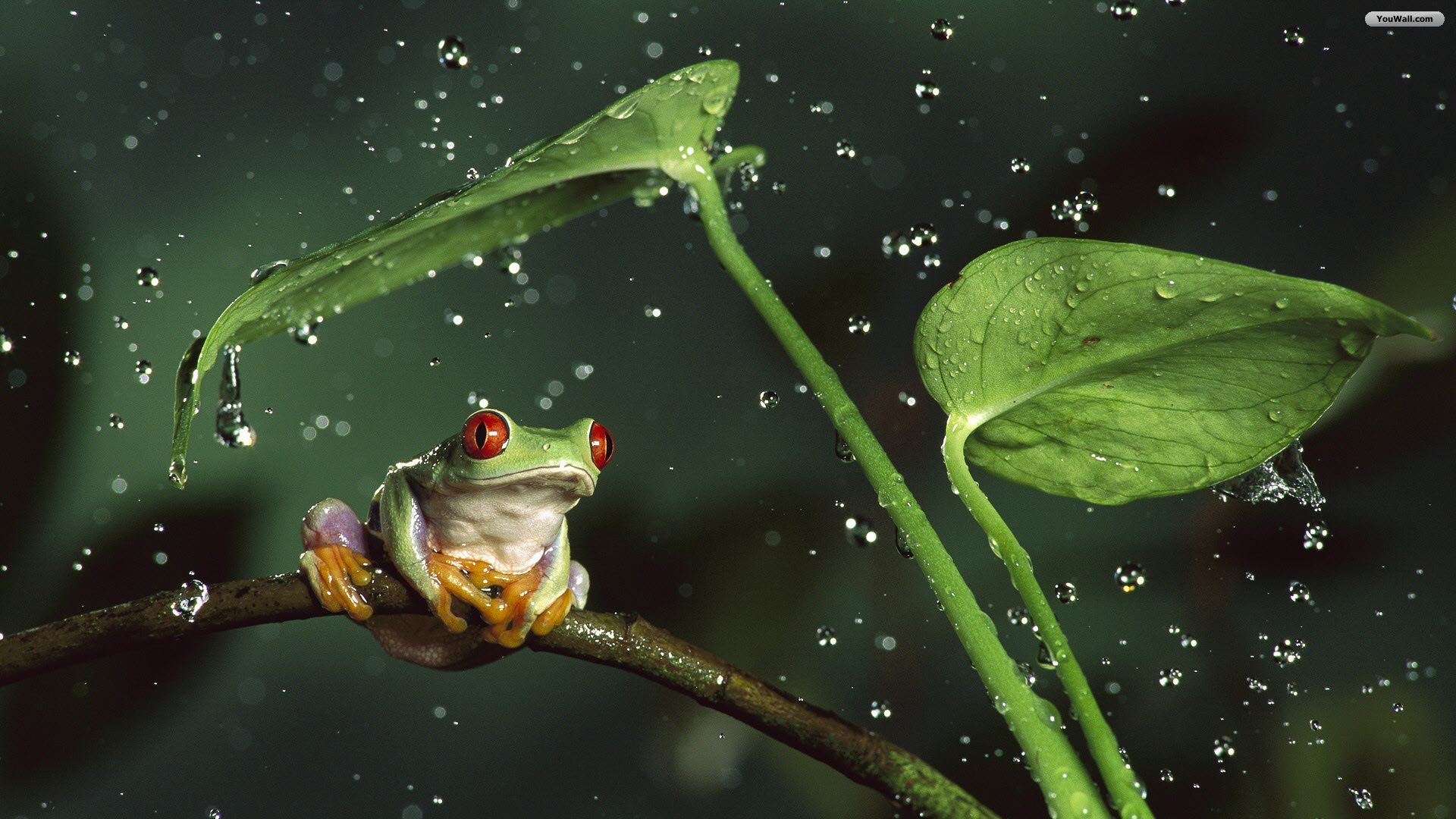 Frog Rain Wallpaper Photos Hd - HD Wallpaper 