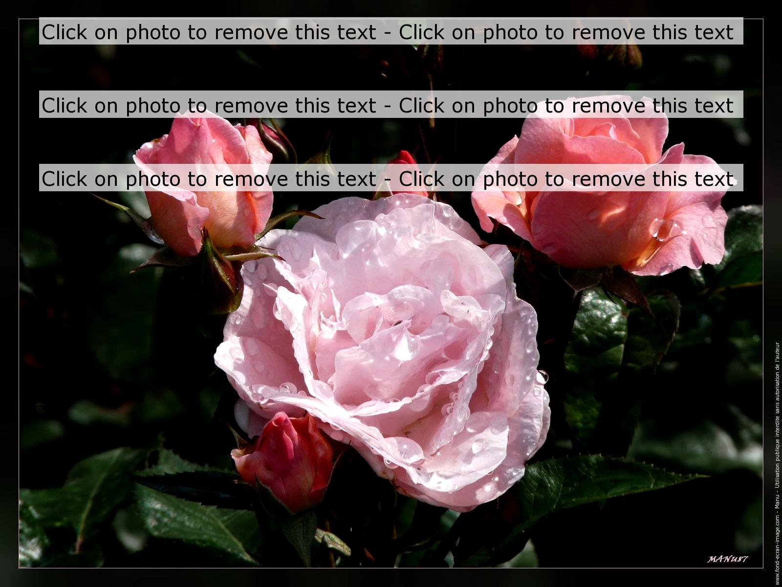 Group Of Pink In The Rain - Garden Roses - HD Wallpaper 