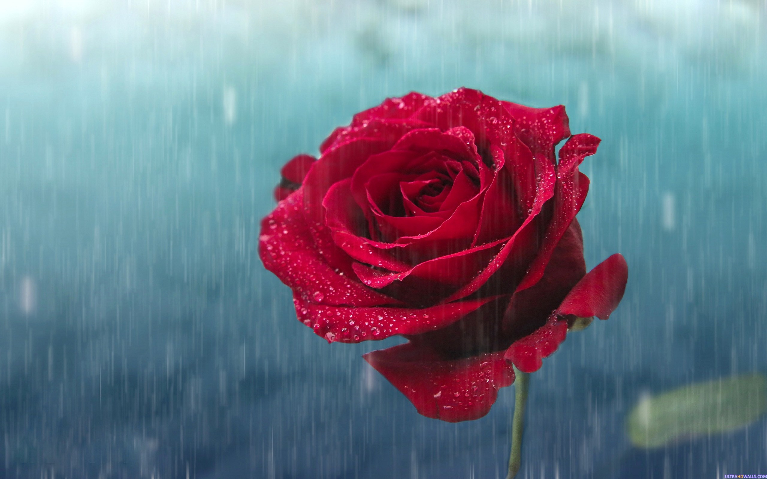 Red Rose With Raining 2560x1600 Wallpaper teahub.io