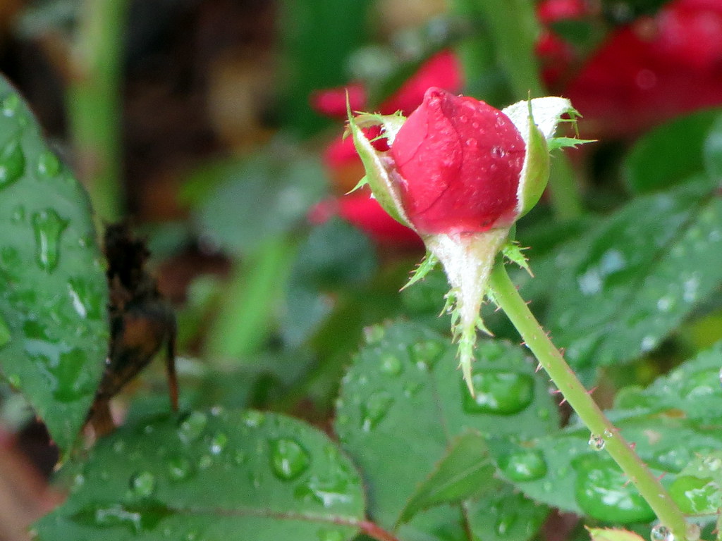 Garden Roses - HD Wallpaper 