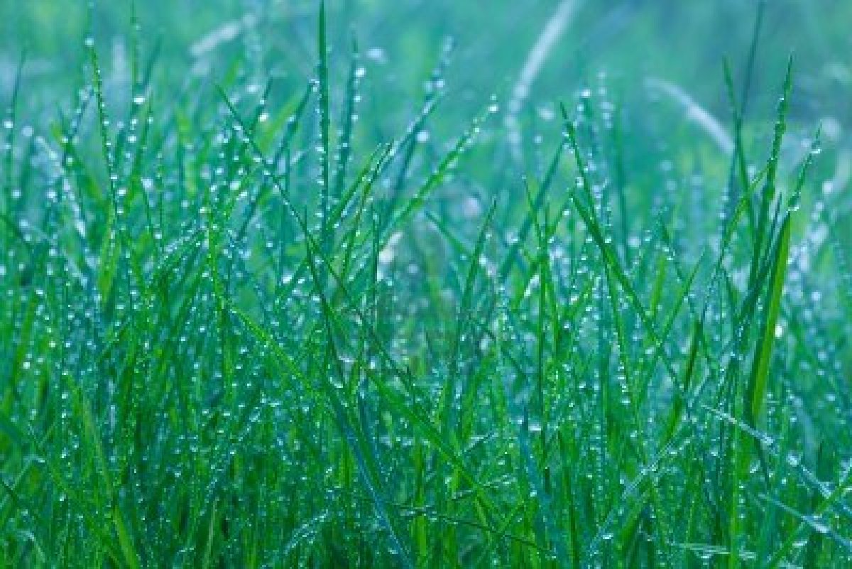 Spring Rain Wallpaper Mobile Night - Rain On Green Grass - HD Wallpaper 