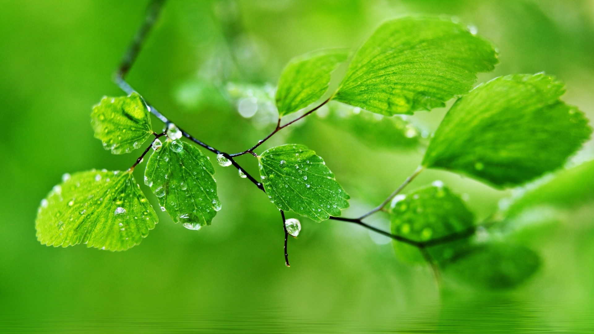 Rain Nature Wallpaper Hd - HD Wallpaper 