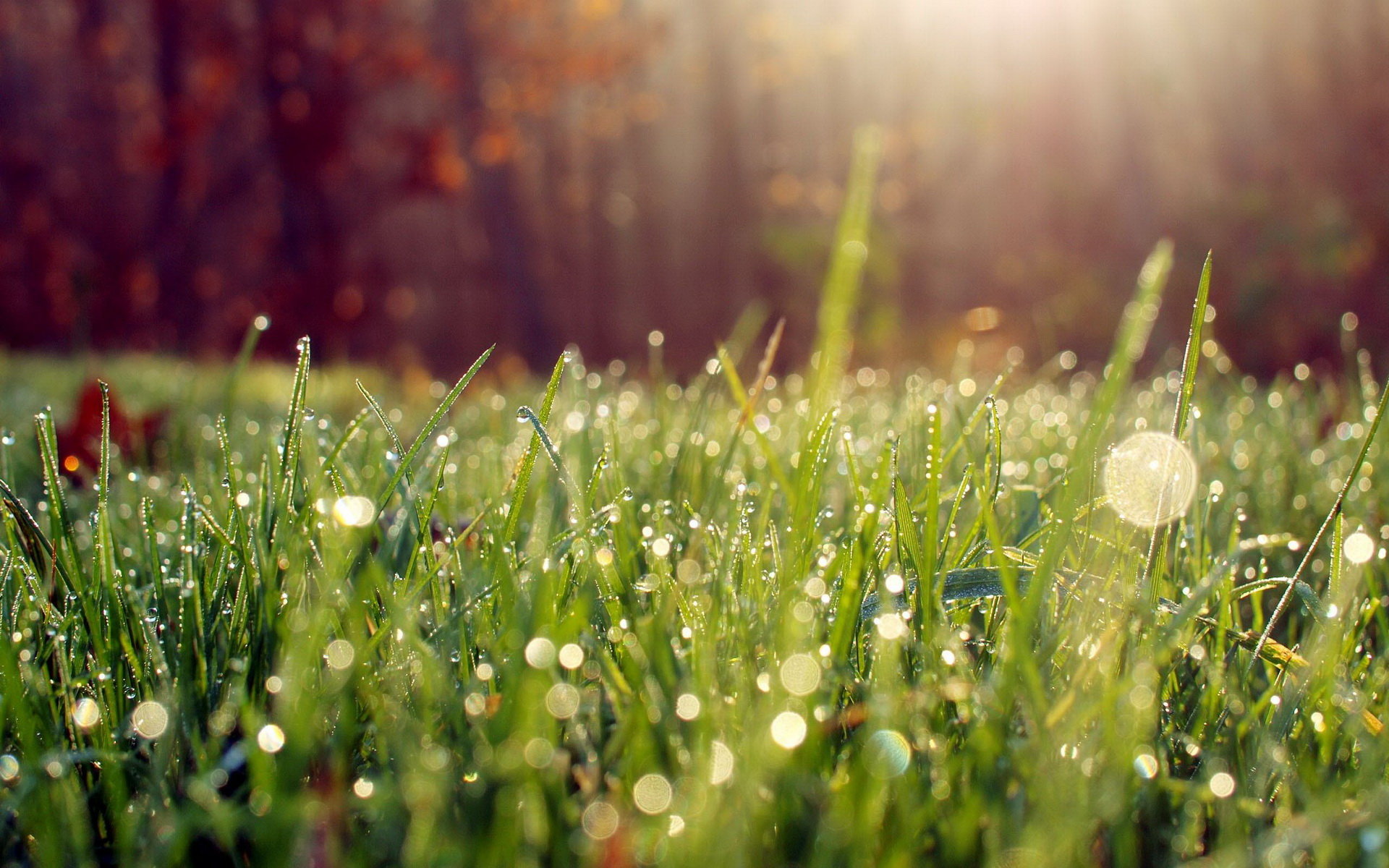 High Resolution Raindrops Hd Background Id - Early Morning Dew On Grass - HD Wallpaper 