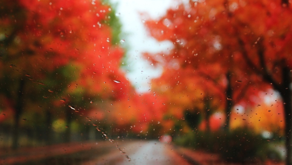 The Rain, Blur, Trees, Autumn, Drops, Road, Glass Desktop - Red Tree Blur Background Hd - HD Wallpaper 