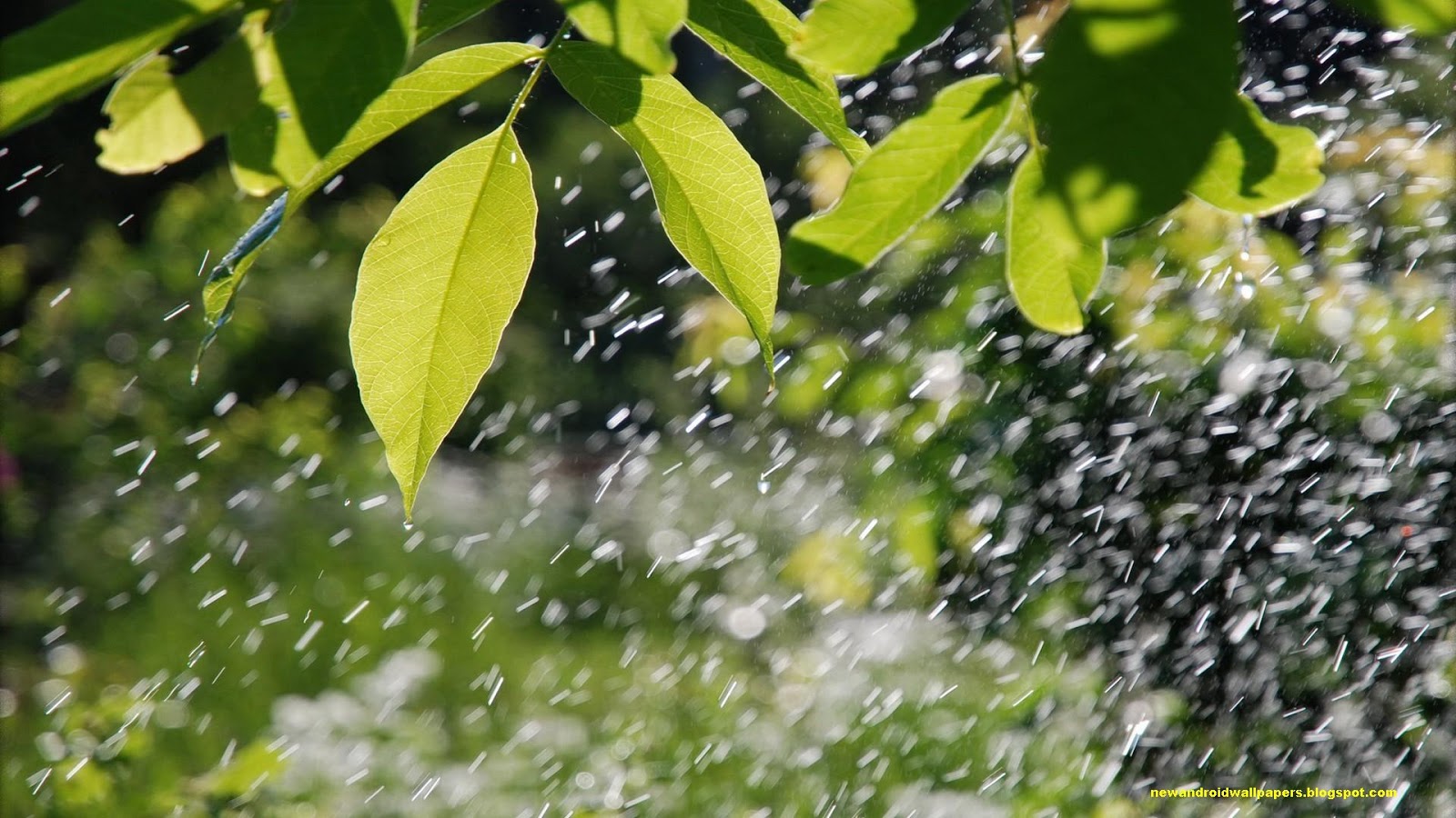 Rainy Wallpapers For Mobile Free Download - Monsoon Images Hd - 1600x900 Wallpaper Rainy Wallpapers For Mobile Free Download - Monsoon Images Hd - 1600x900 Wallpaper