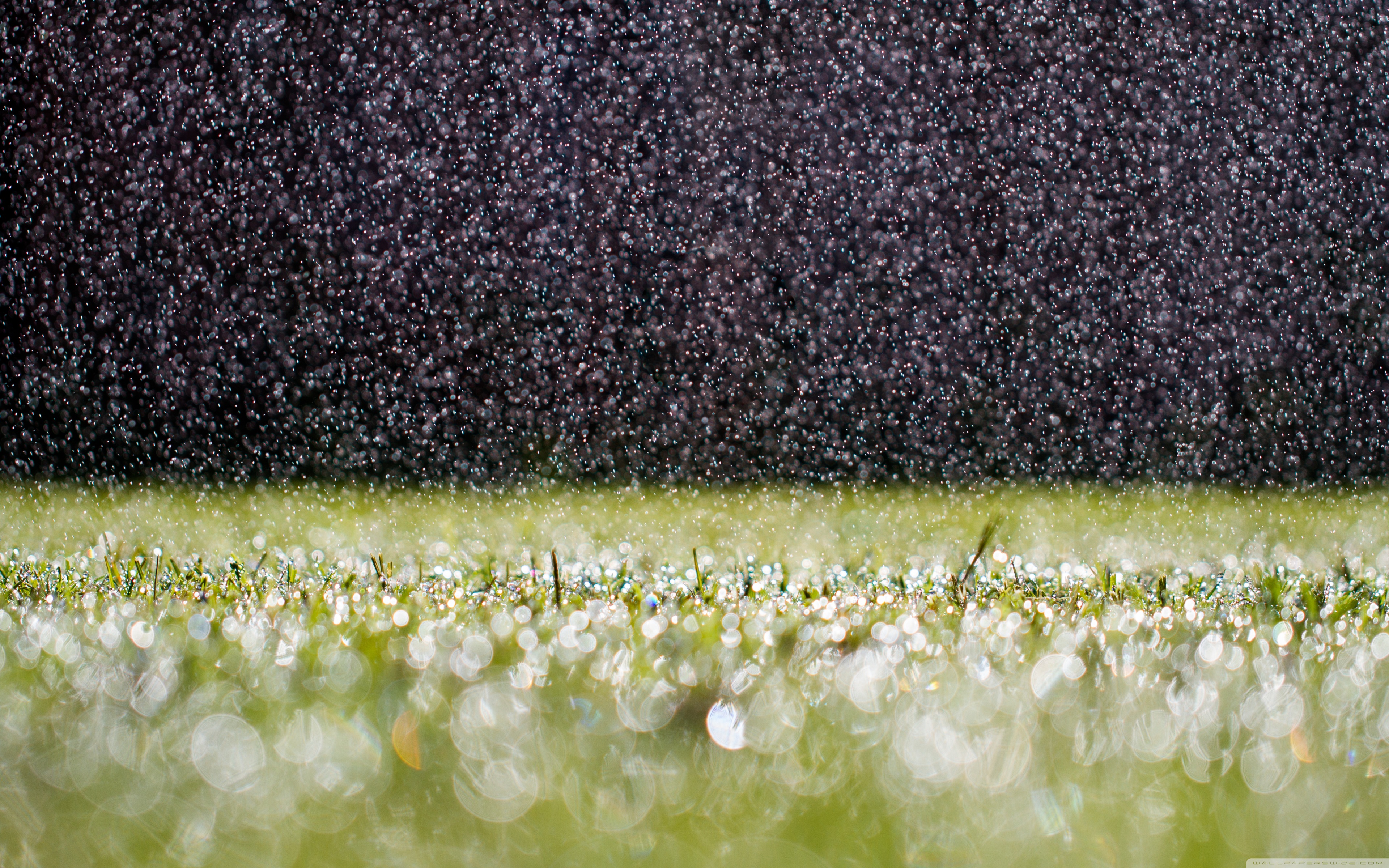 Summer Rain Desktop Backgrounds - HD Wallpaper 