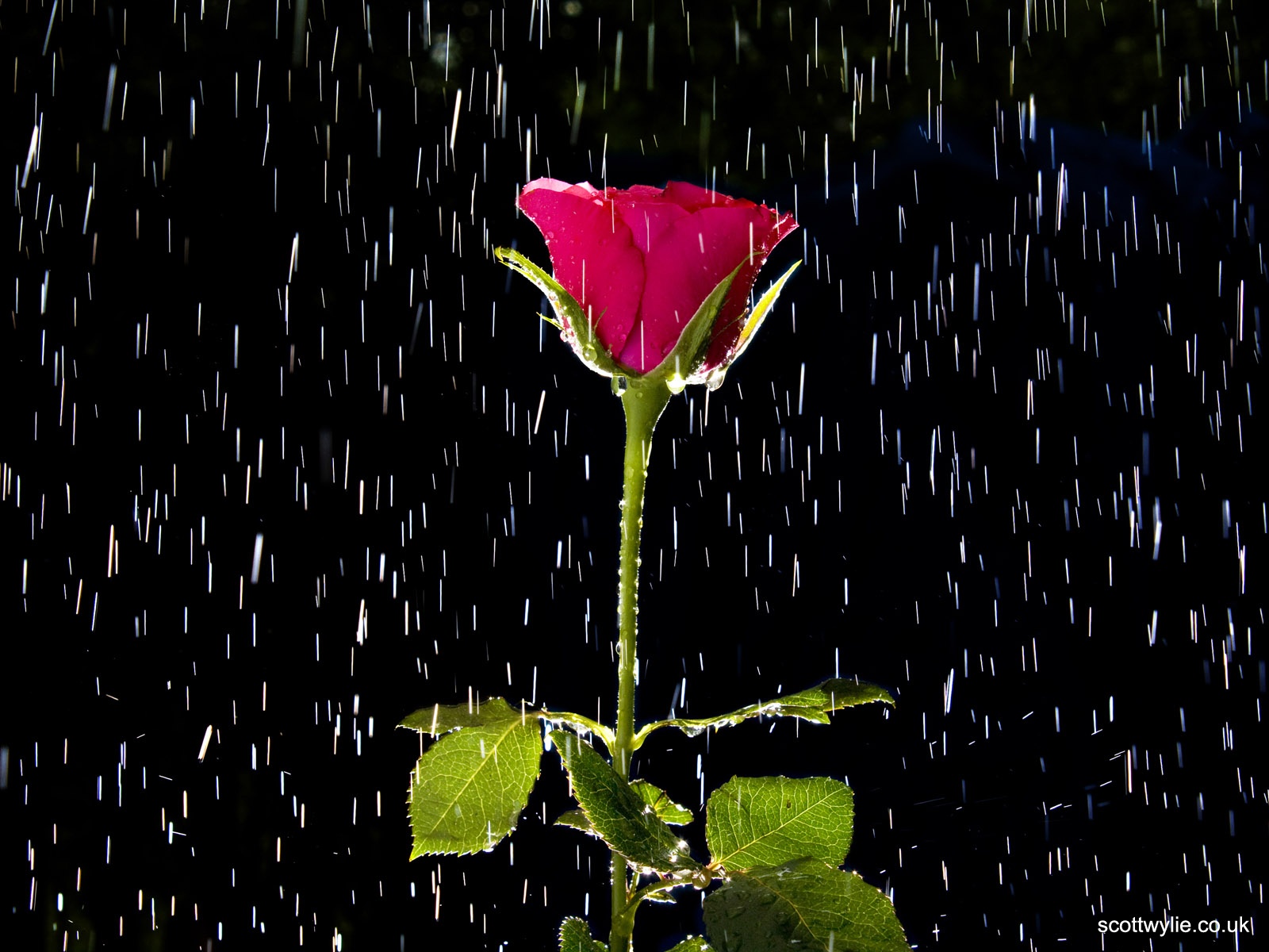 Hd Wallpaper Otife Rose And Rain Wallpapers - Love Rain Images Hd - HD Wallpaper 