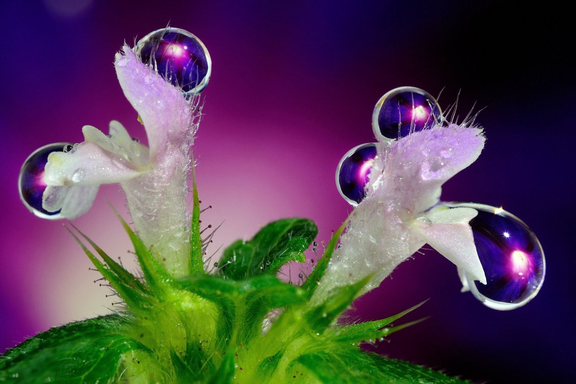 Download Wallpaper Big Raindrops On The White Flowers - Water Drop In Flower Hd - HD Wallpaper 