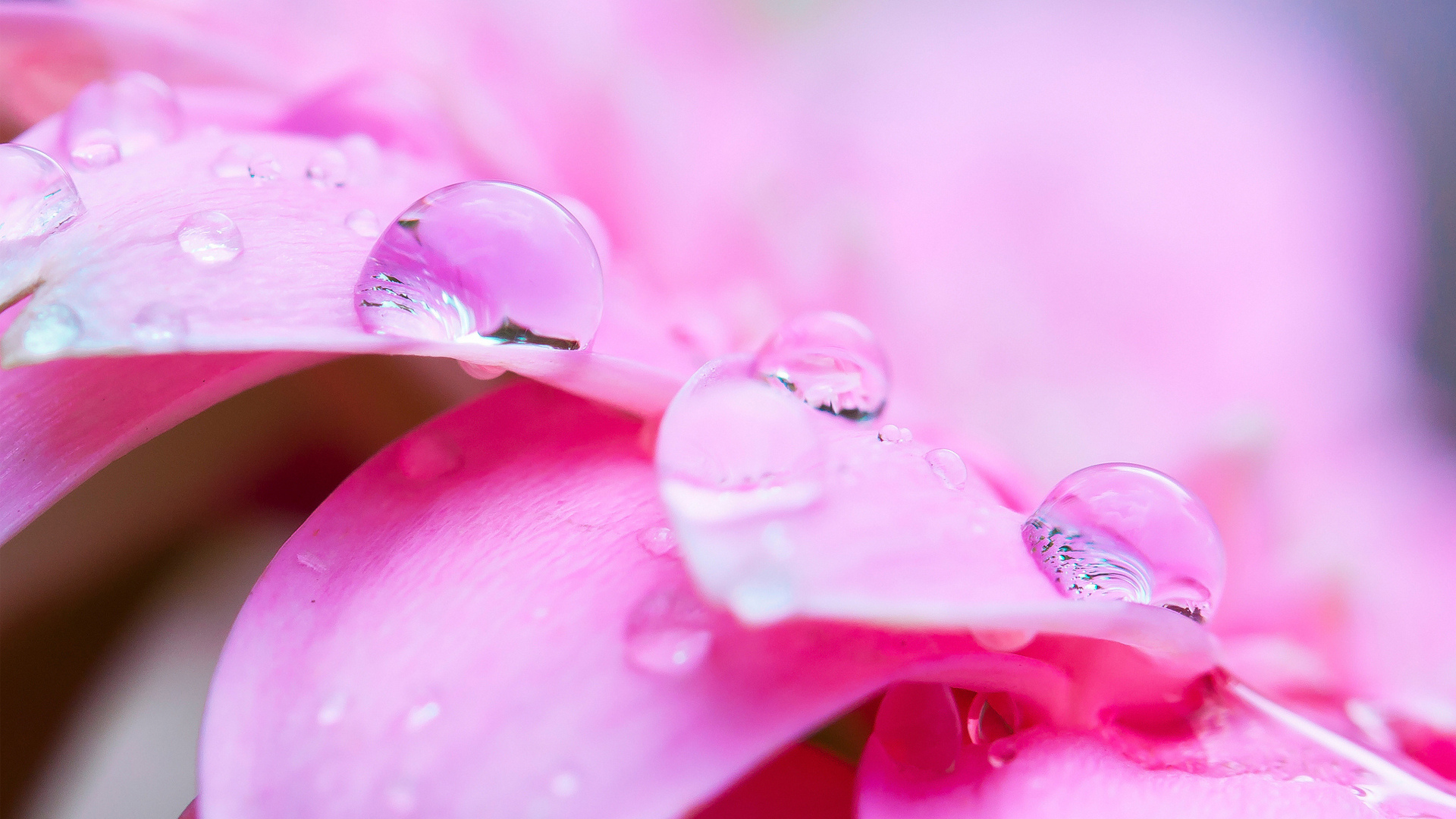 Алсу Надпись - HD Wallpaper 