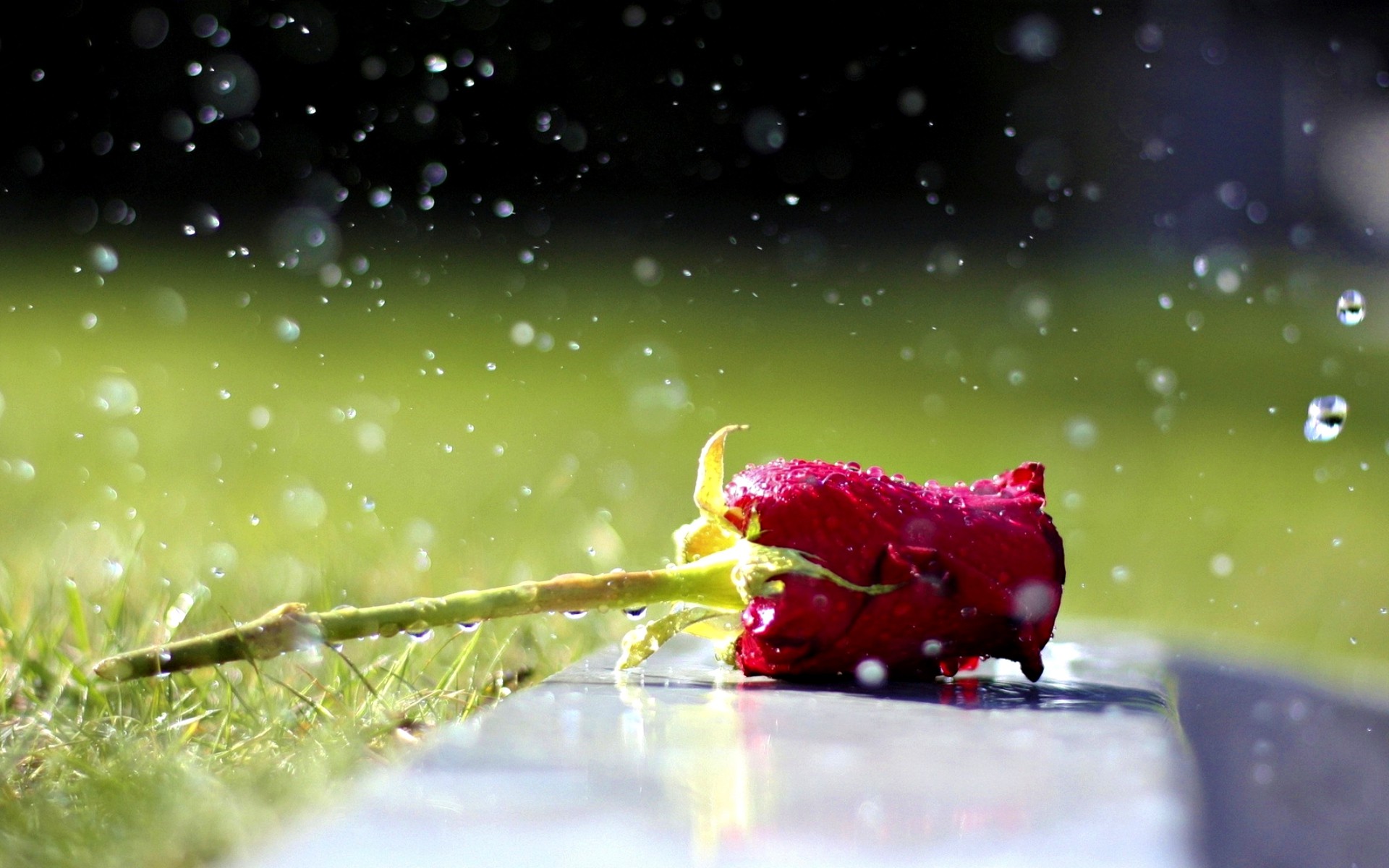 Flowers In Raindrops, - Hd Wallpapers For Rain Drops - HD Wallpaper 