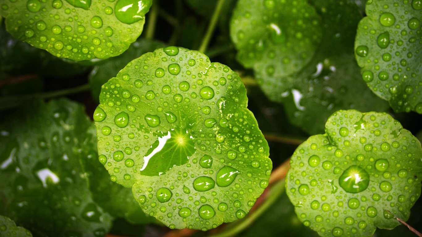 Plants Leaves Raindrops Nature Hd Wallpaper2017 - Fond D4ecran Nature Et Pluie - HD Wallpaper 