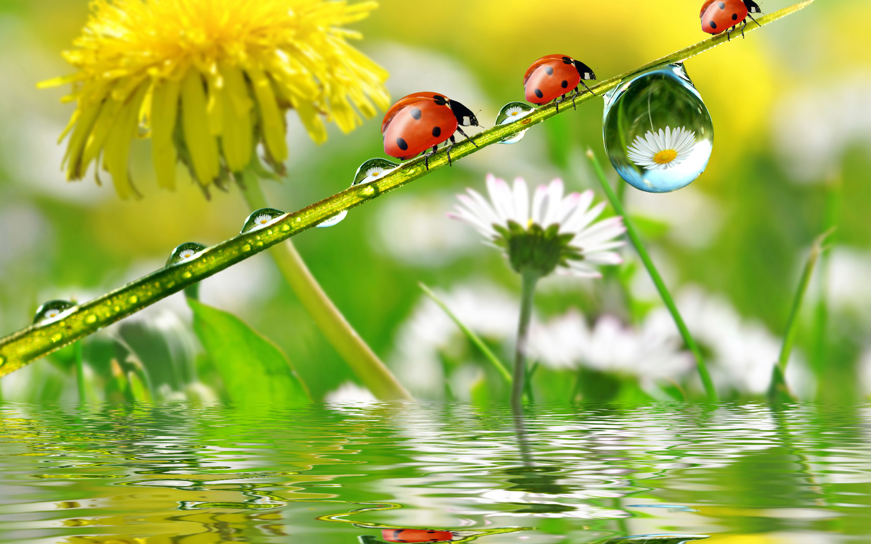 Desktop Nature Rain Hd Wallpapers 1080P - Inkeriini