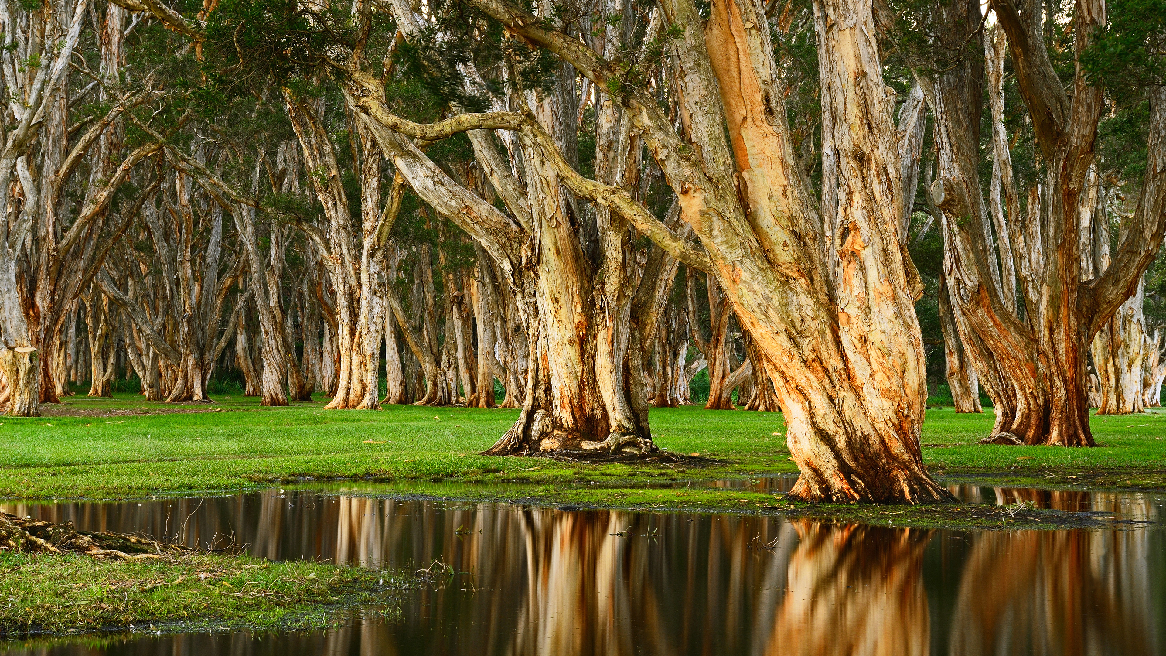 Centennial Park Rainy Day 4k - Nature Tree Background 4k - HD Wallpaper 