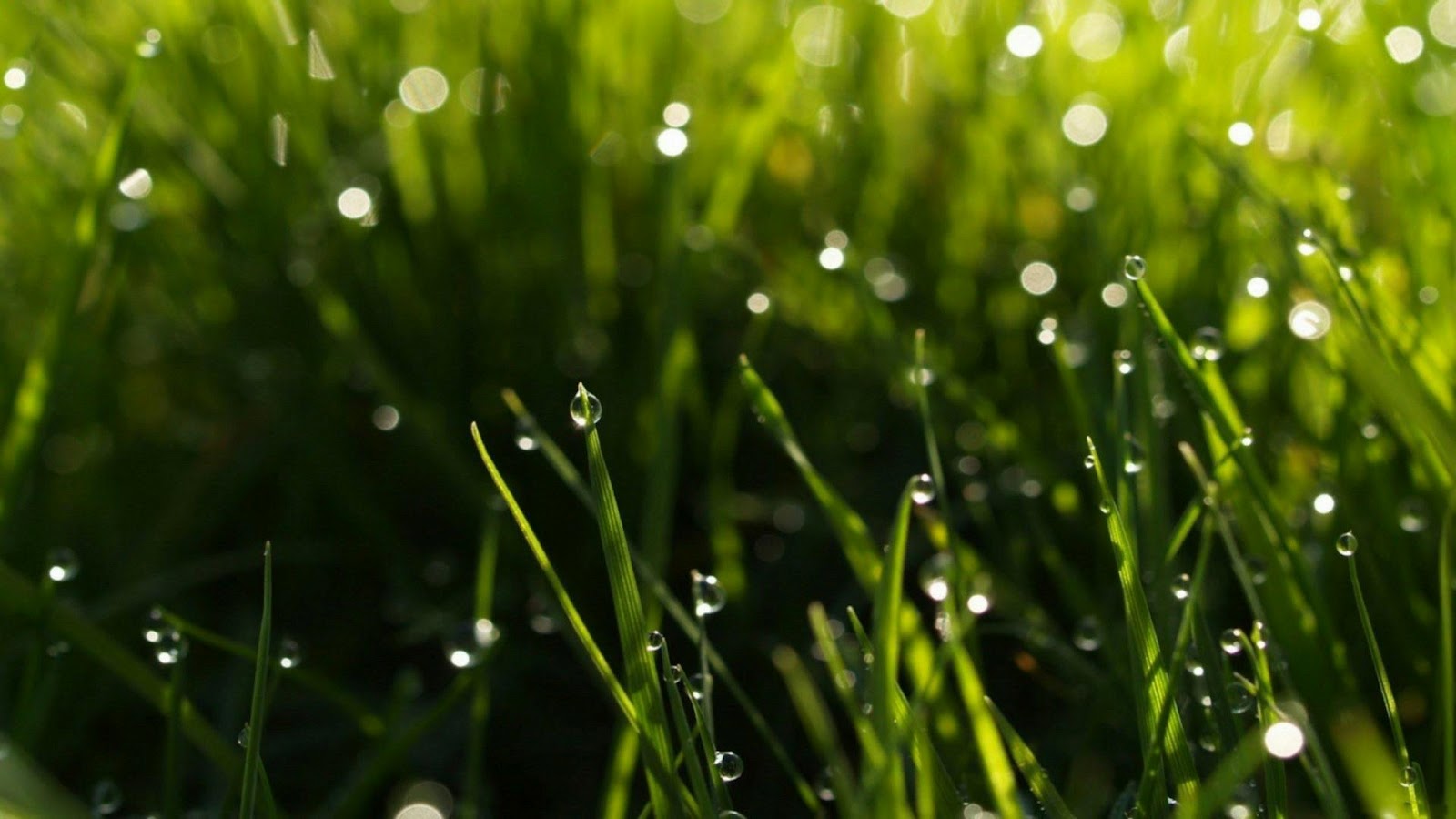 Hd Wallpapers Rain Drops Wallpapers - Summer Wallpaper Rain - HD Wallpaper 