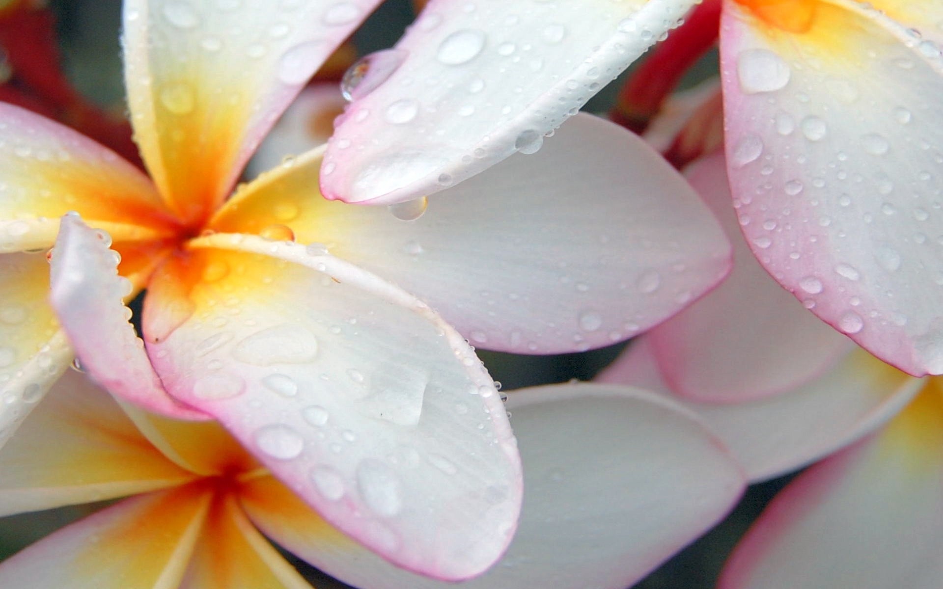 Flower And Rain Backgrounds - HD Wallpaper 