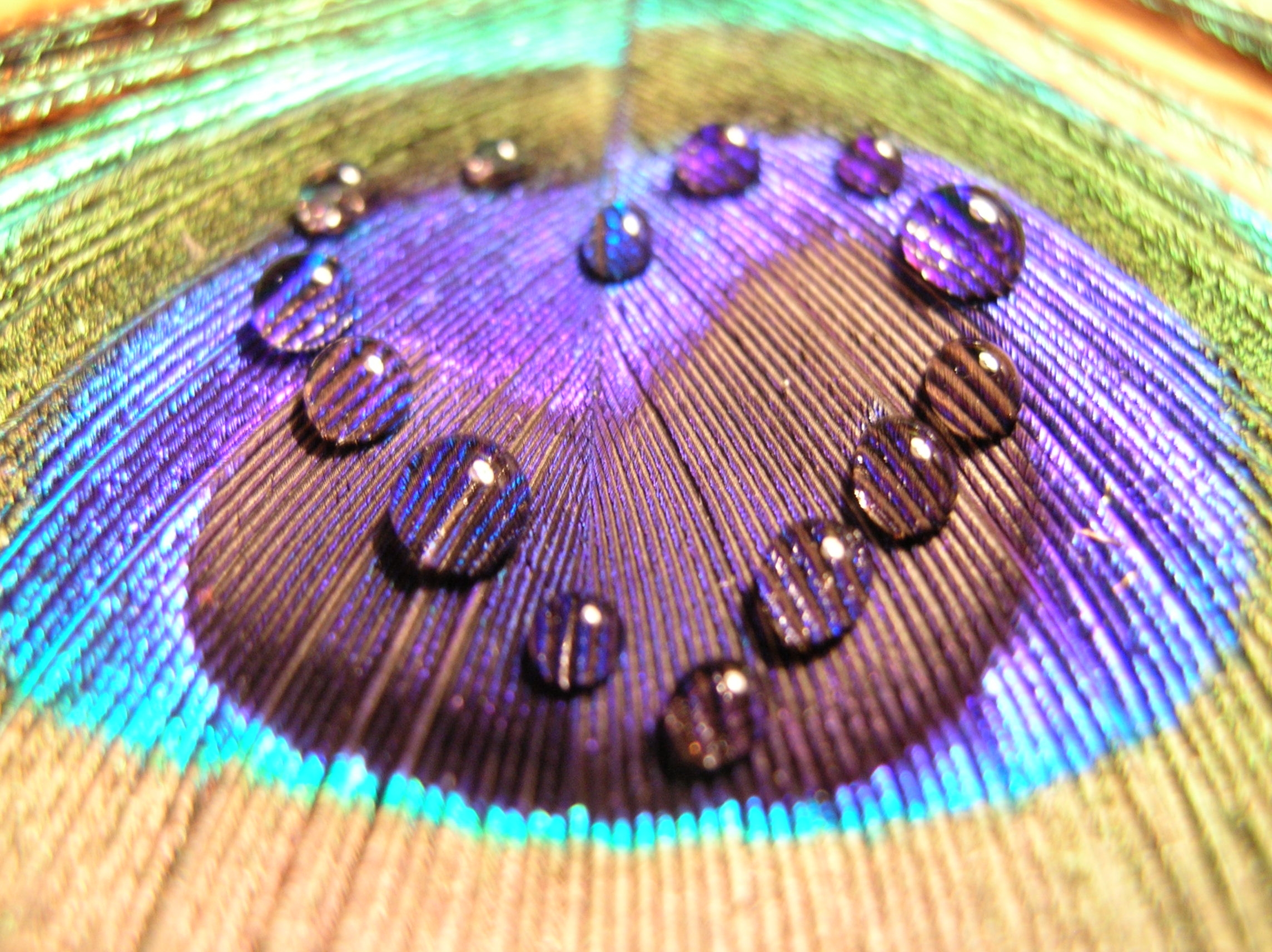 Wallpaper Feather, Surface, Peacock, Colorful, Drops - HD Wallpaper 