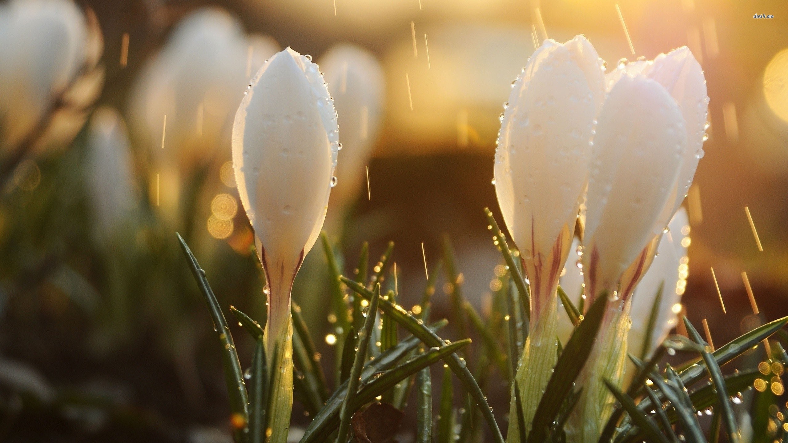 Crocus In Rain - HD Wallpaper 