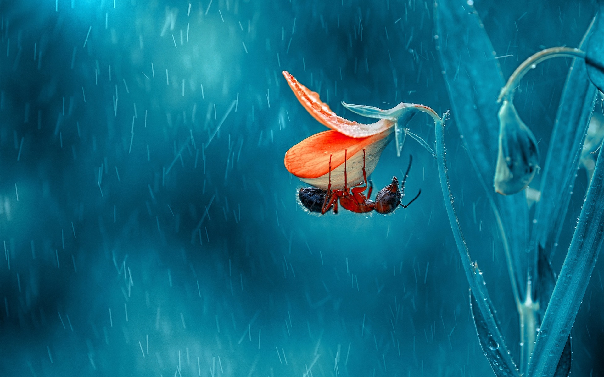 Wallpaper Insect, Ant, Flower, Rainy Day - Ant On Flower - HD Wallpaper 