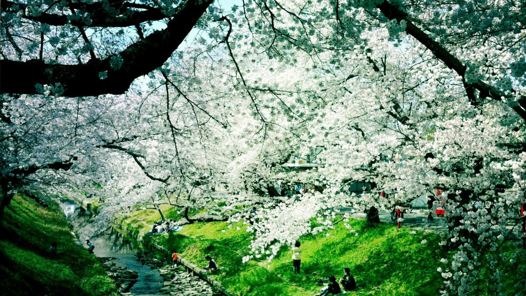 Summer Flowers, Beautiful Landscape - High Resolution Spring Spring Day - HD Wallpaper 