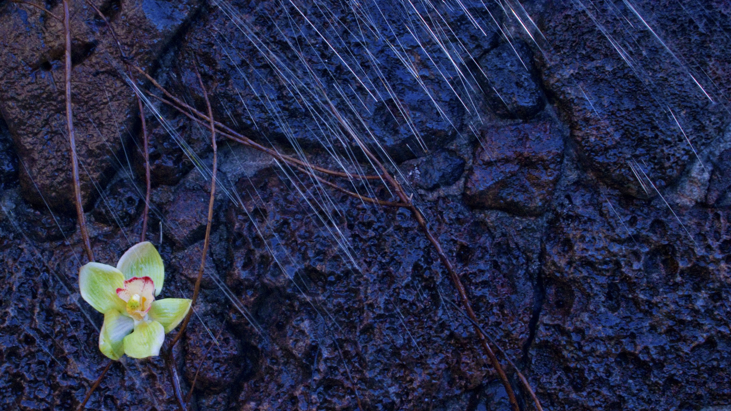 Flowers In Rain - HD Wallpaper 