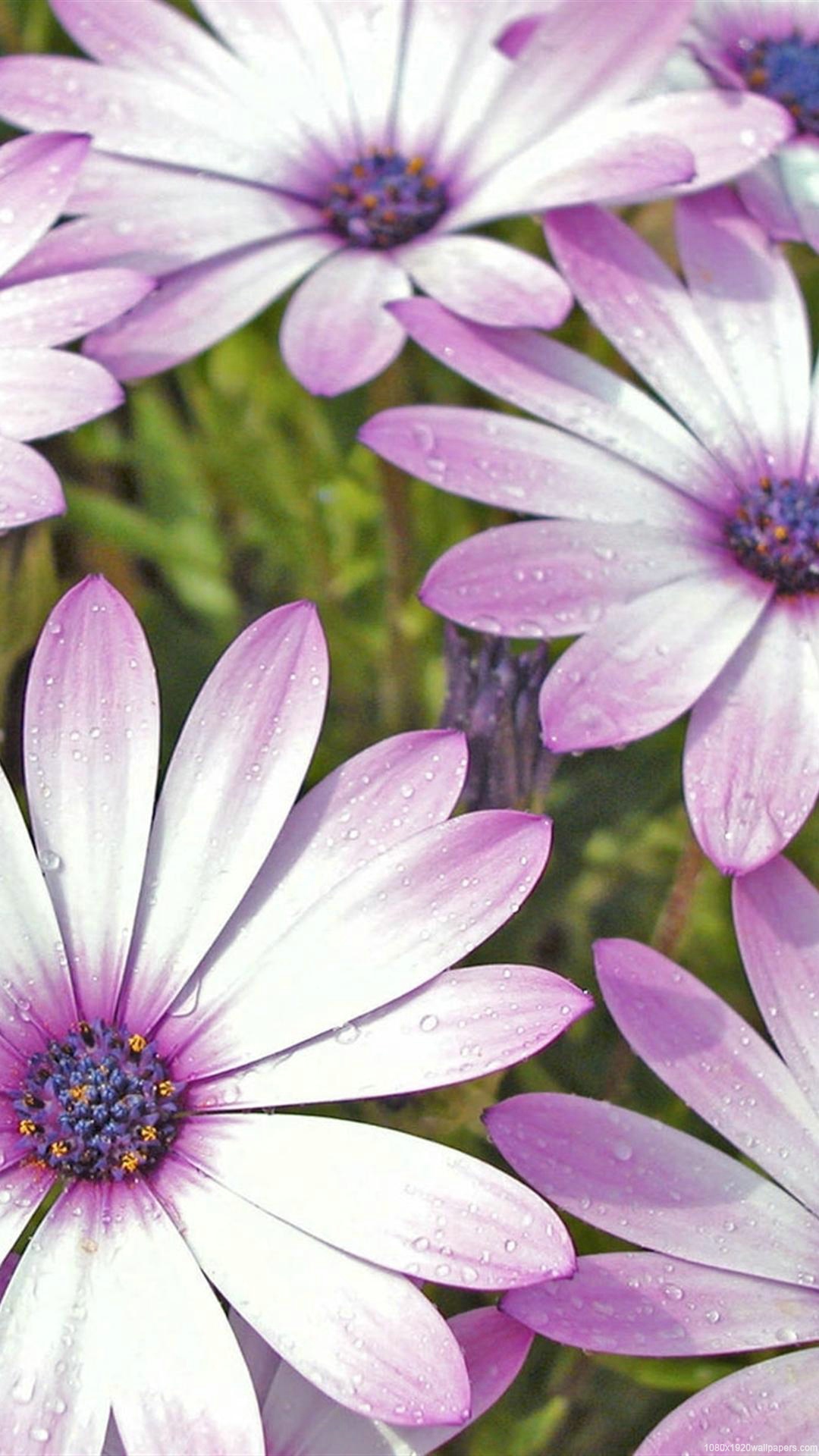 Flowers Field Rain Wallpapers Hd - Fondos De Pantalla 1366x768 Con Flores - HD Wallpaper 