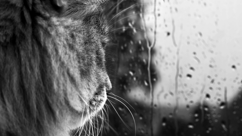 Rainy Day Hd Wallpaper - Gatti Che Guardano Fuori Dalla Finestra - HD Wallpaper 