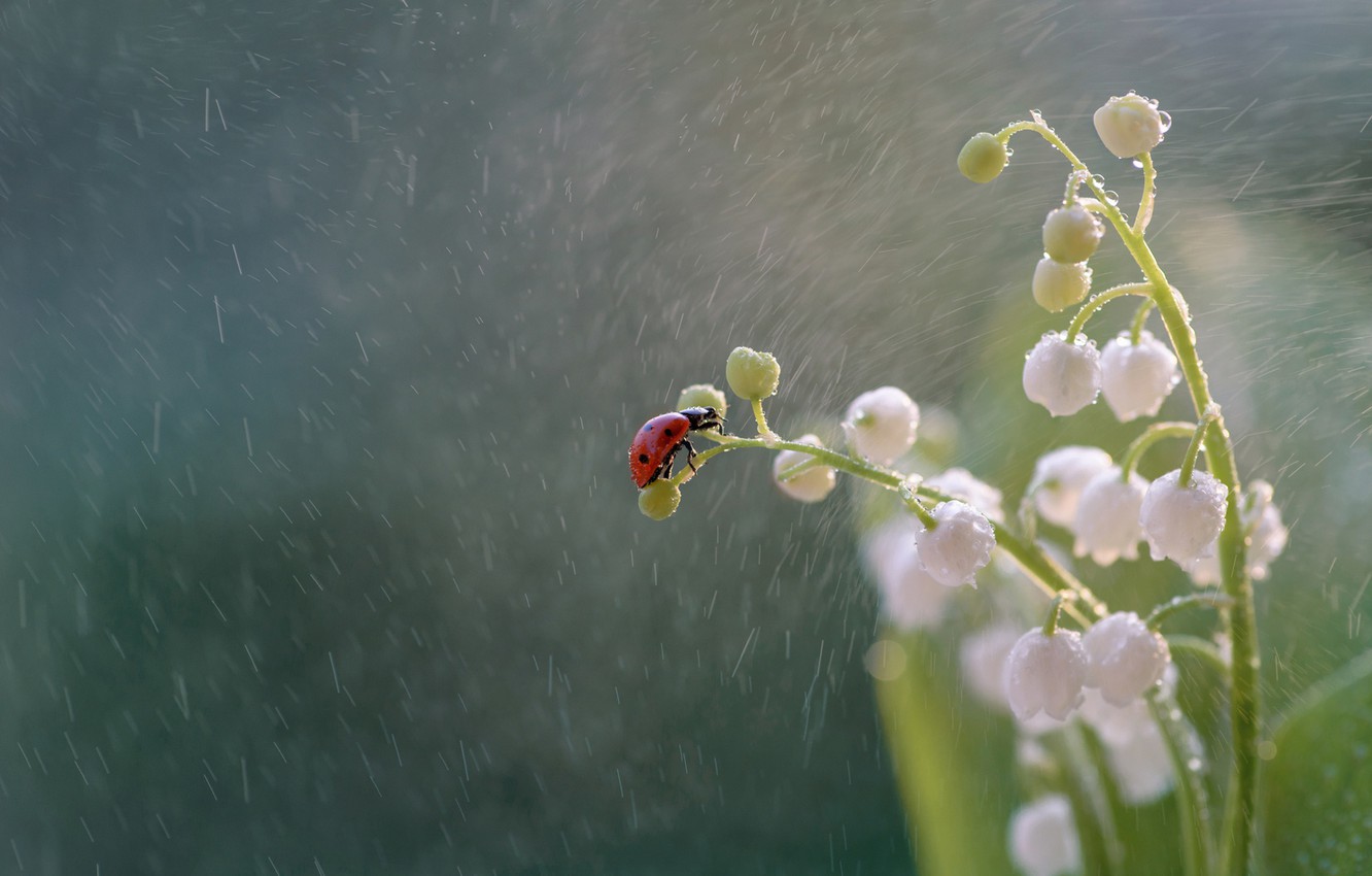 Photo Wallpaper Macro, Flowers, Rain, Ladybug, Beetle, - Dew Drops Lily Of The Valley Wallpaper Hp - HD Wallpaper 