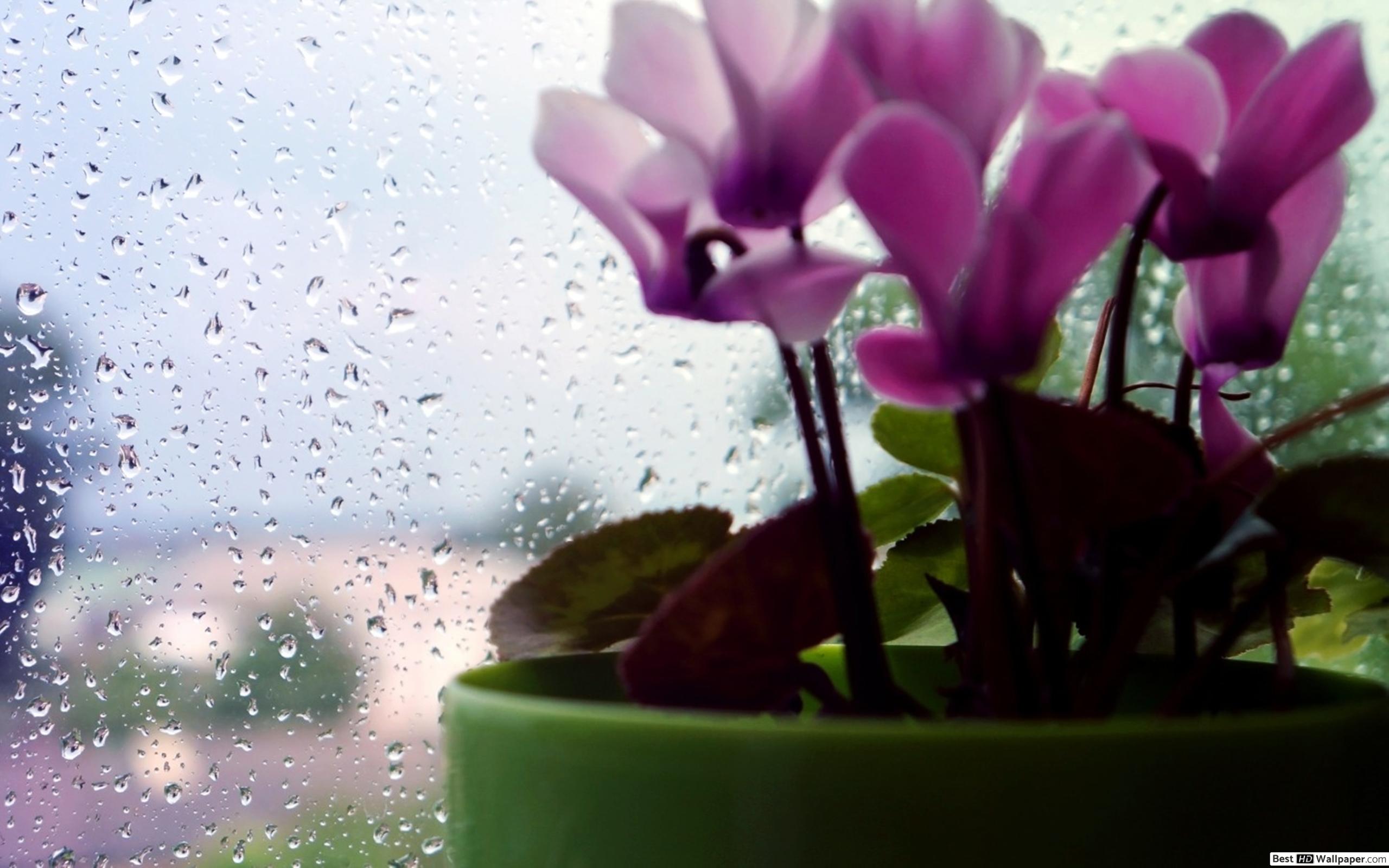 Glass Flowerpot - HD Wallpaper 