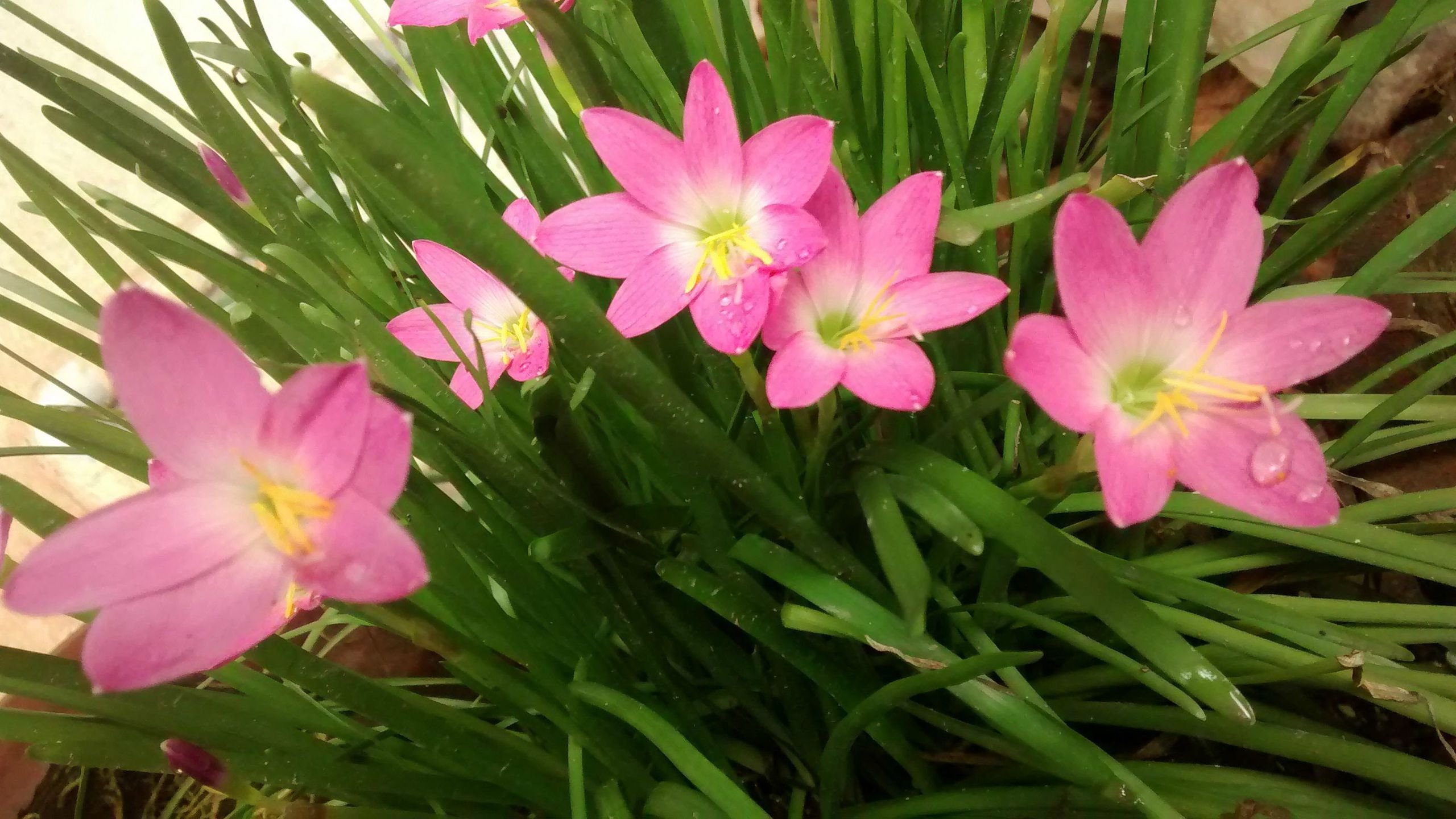 Flowers From My Front Yard After Rain Wallpaper - Rain Lily - HD Wallpaper 