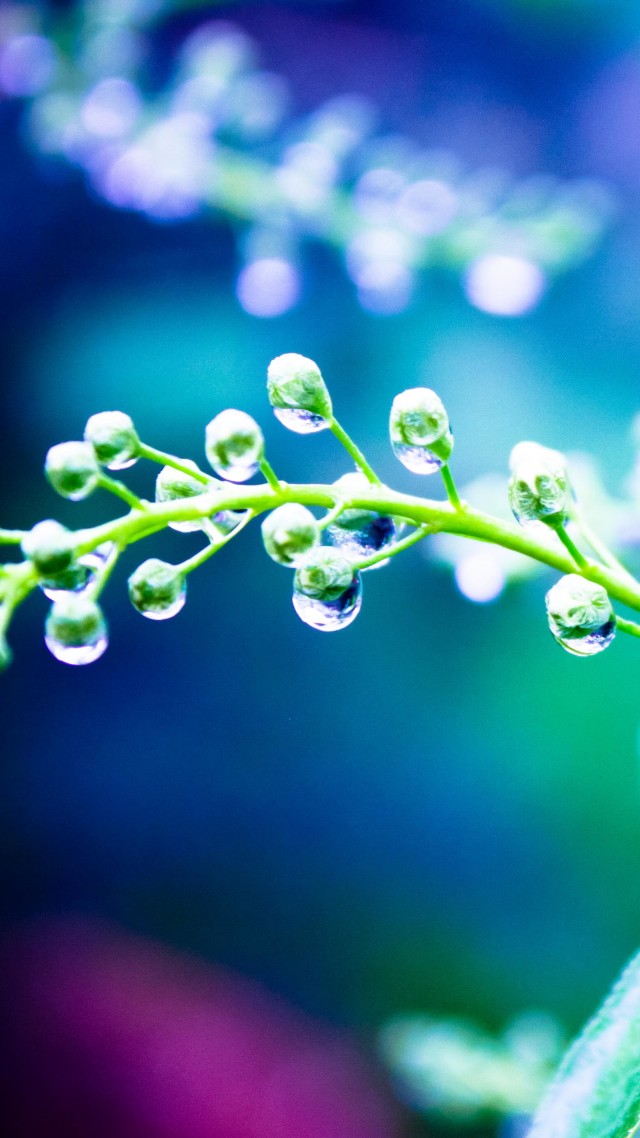Rain, 4k, 5k Wallpaper, 8k, Plants, Drops, Water, Light - Wallpaper - 640x1138 Wallpaper Rain, 4k, 5k Wallpaper, 8k, Plants, Drops, Water, Light - Wallpaper - 640x1138 Wallpaper