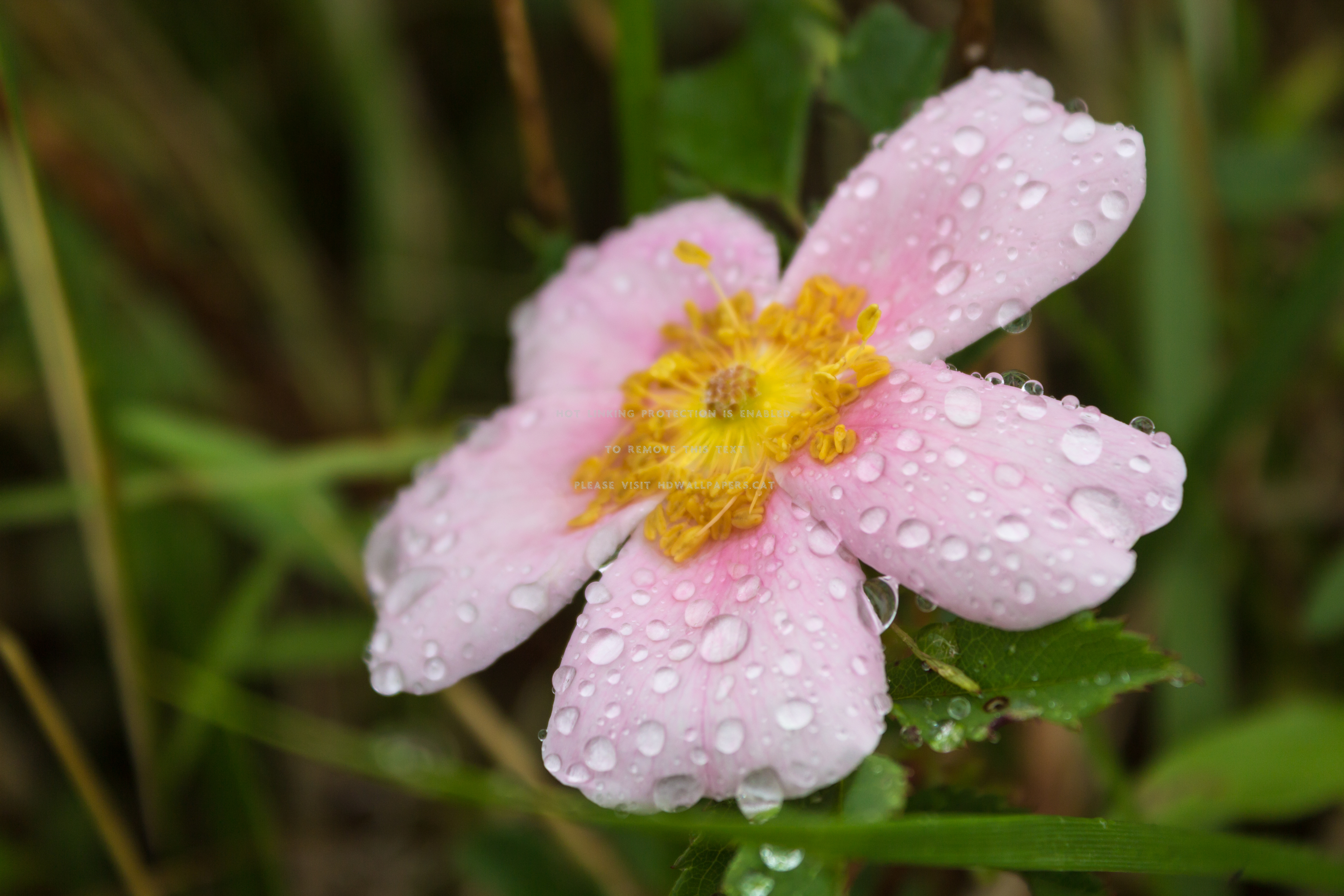 Flower And Rain Drops - Rosa Arkansana - HD Wallpaper 