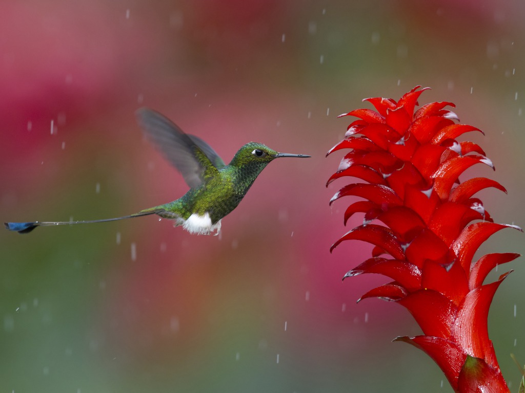 Hummingbird Wallpapers Hd Pictures - Rain Nature Photography Nature - HD Wallpaper 