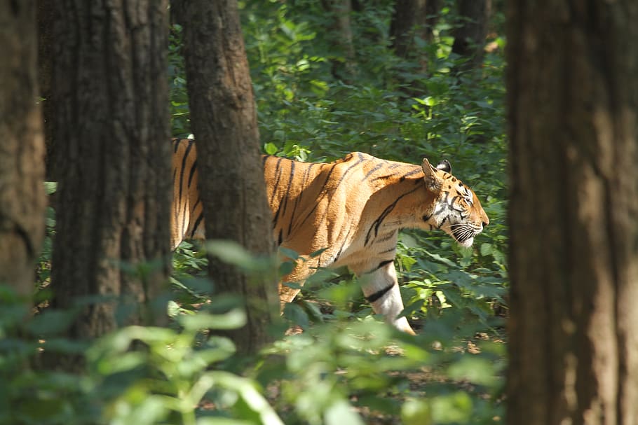 India, Kanha Tiger Reserve, Tigersinthewoods, Woodland, - HD Wallpaper 