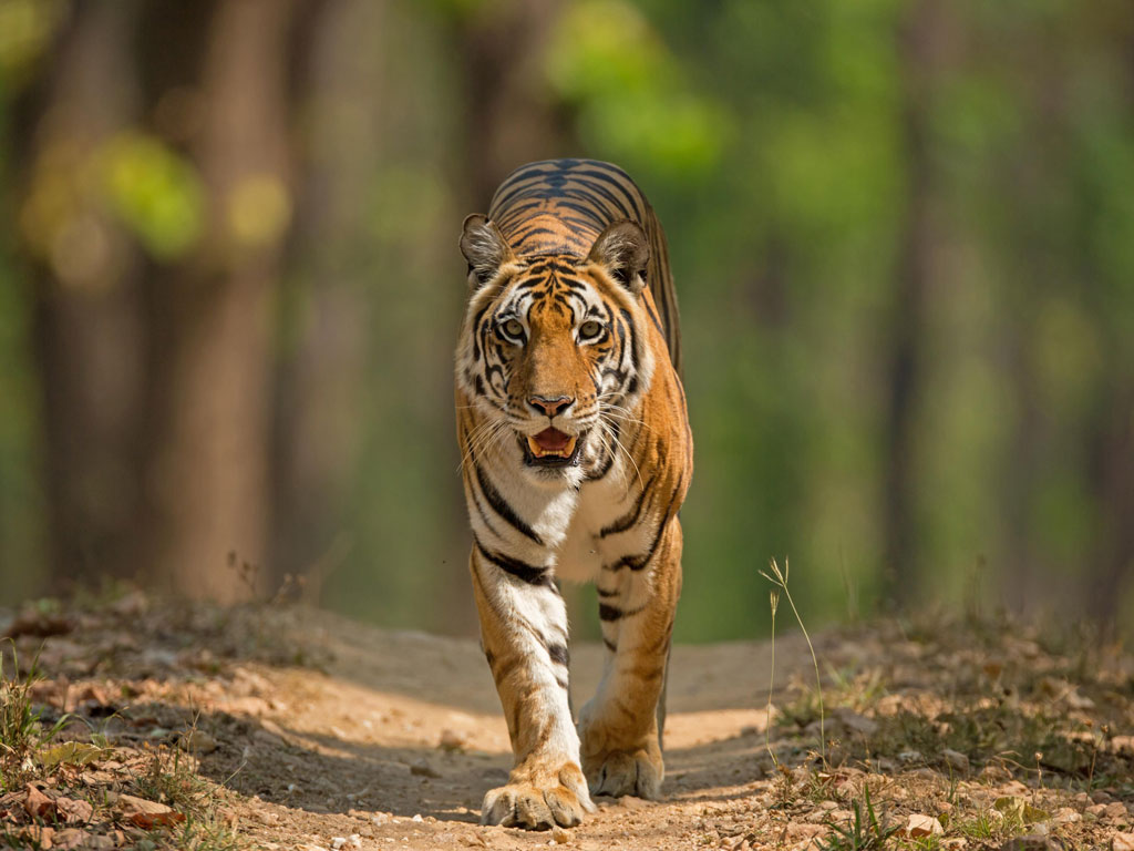 Kanha And Pench National Parks Are Fit For The Wild - Pench National Park - HD Wallpaper 