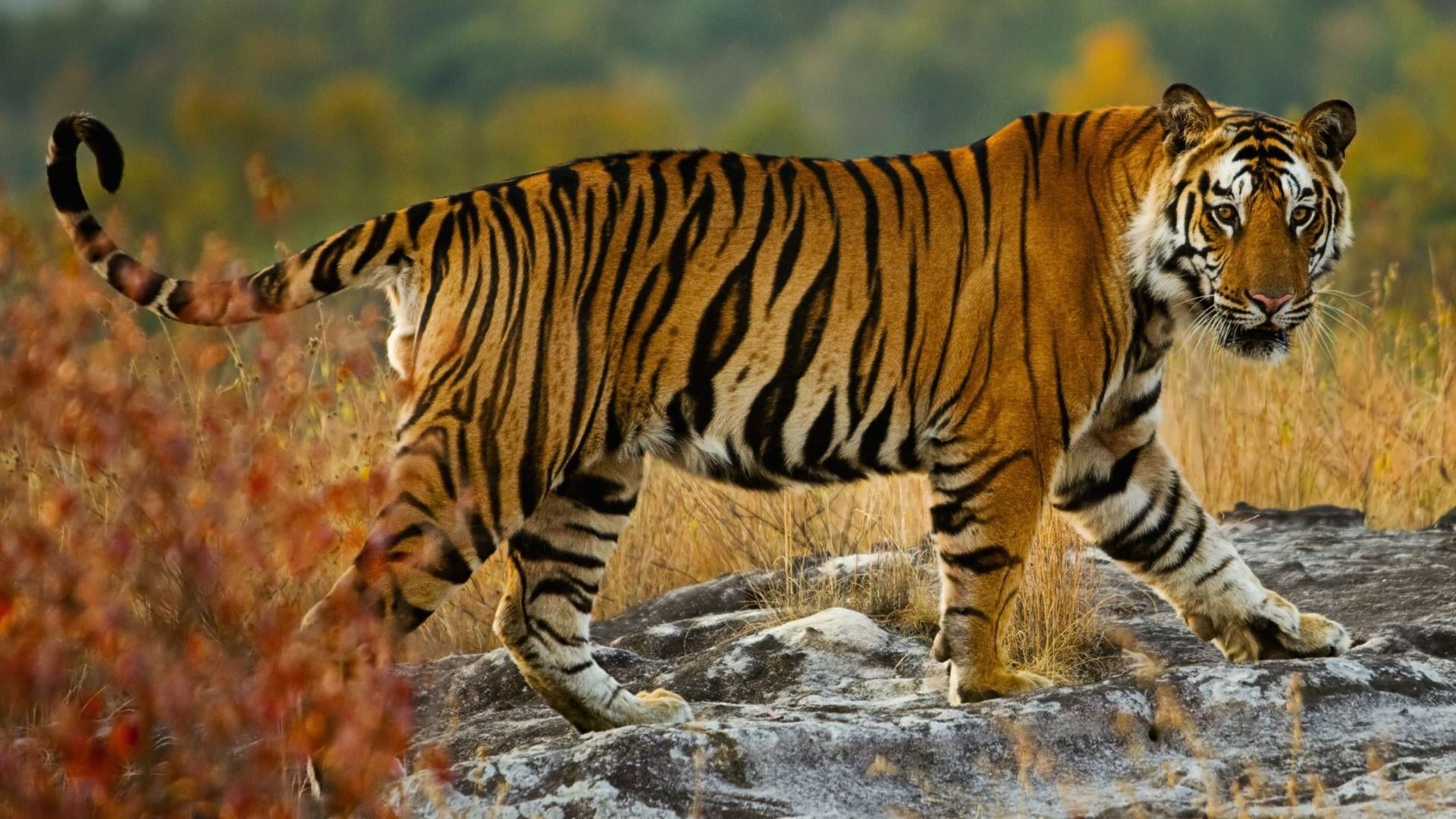 Windows Spotlight Wallpapers Tiger - HD Wallpaper 