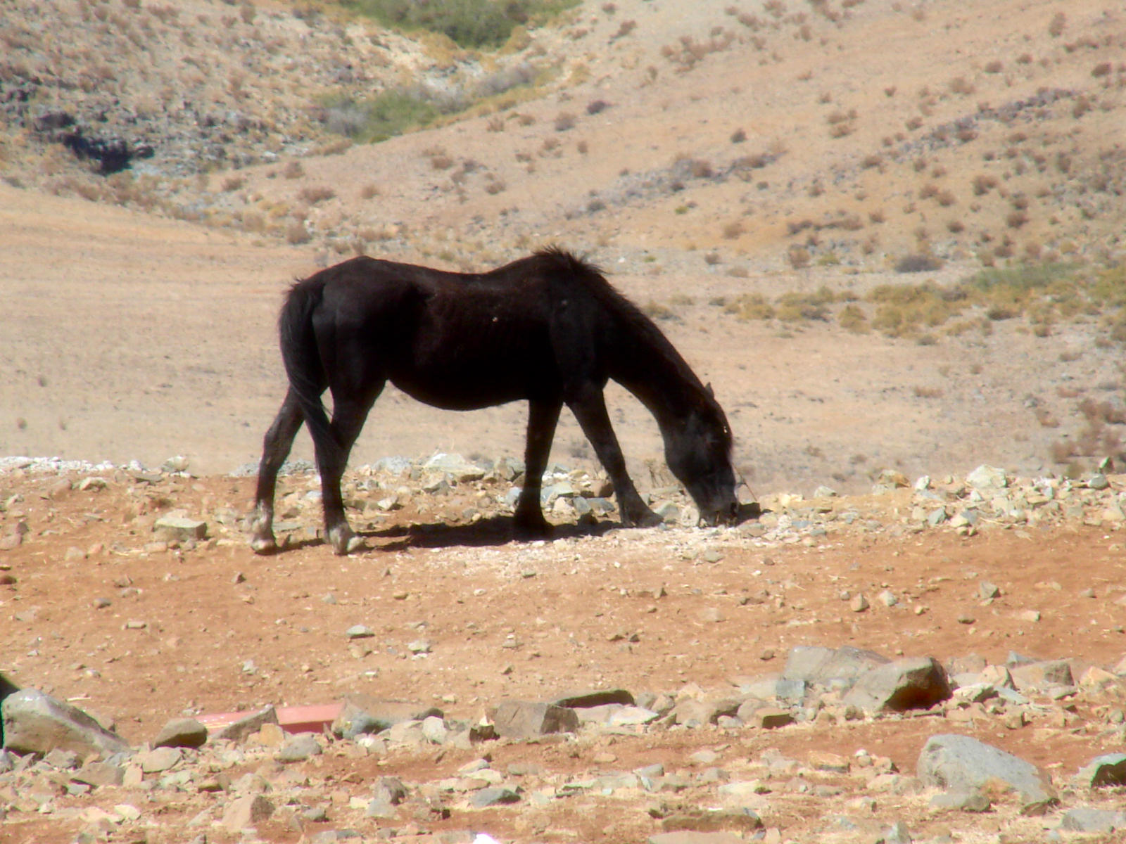 Black Wild Horse - HD Wallpaper 