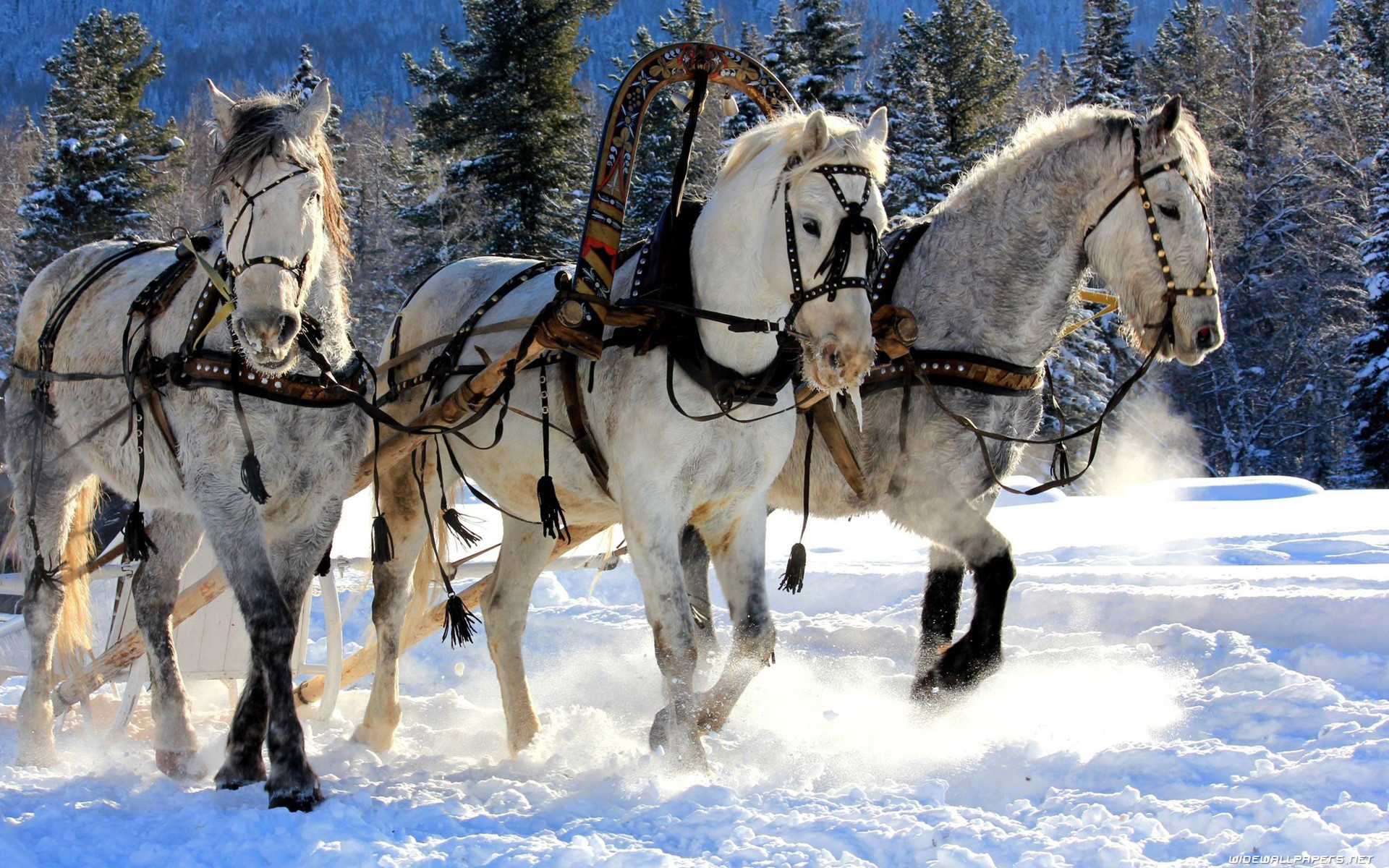 Horses Wallpapers 
 Data-src /w/full/5/7/9/268740 - Horses In Snow - HD Wallpaper 
