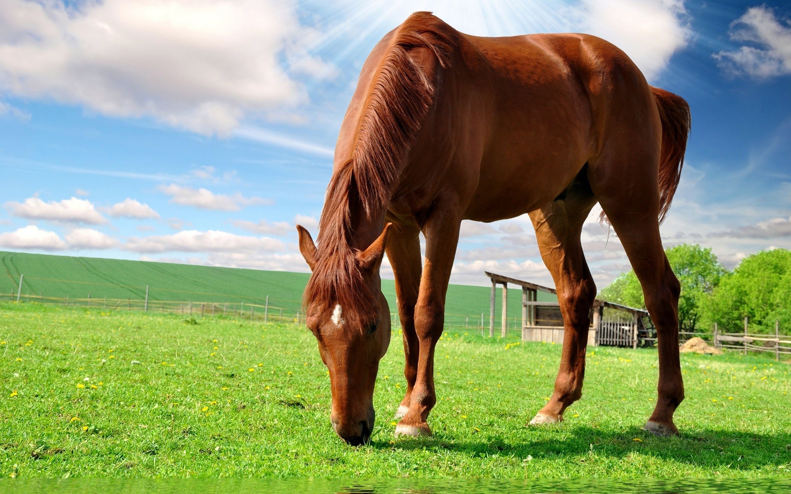 2560x1600, 0 Beautiful Hd Horse Wallpapers Beautiful - Cute Brown Horse - HD Wallpaper 