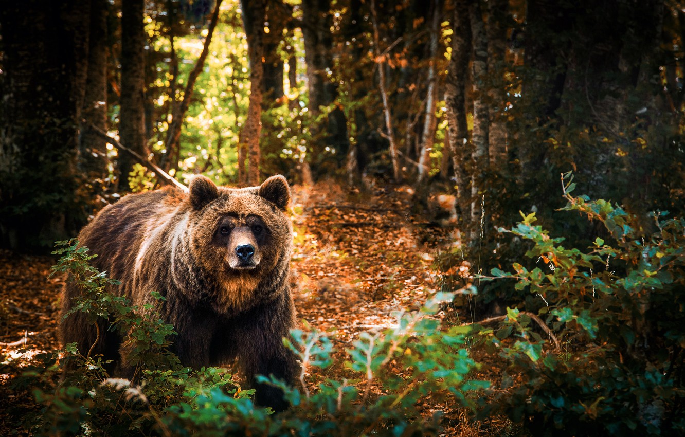 Photo Wallpaper Forest, Trees, Branches, Nature, Animal, - Brown Bear - HD Wallpaper 