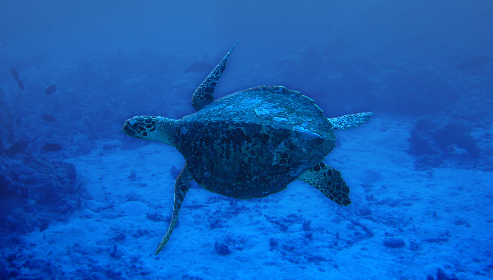 Axpam Scuba Diving Desktop Wallpapers Hi Res Pictures - 1900x1080 - HD Wallpaper 