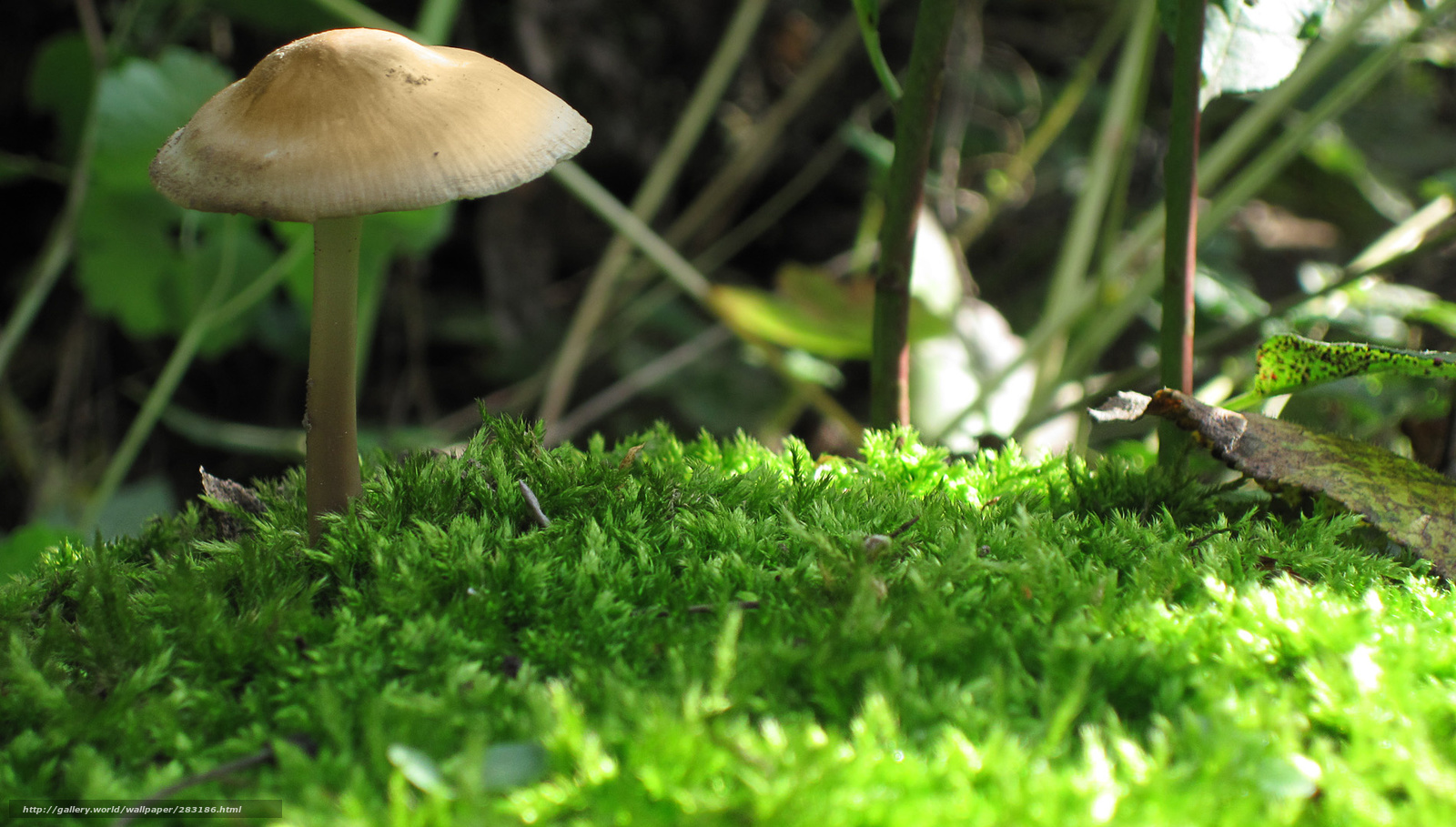 Grass - HD Wallpaper 