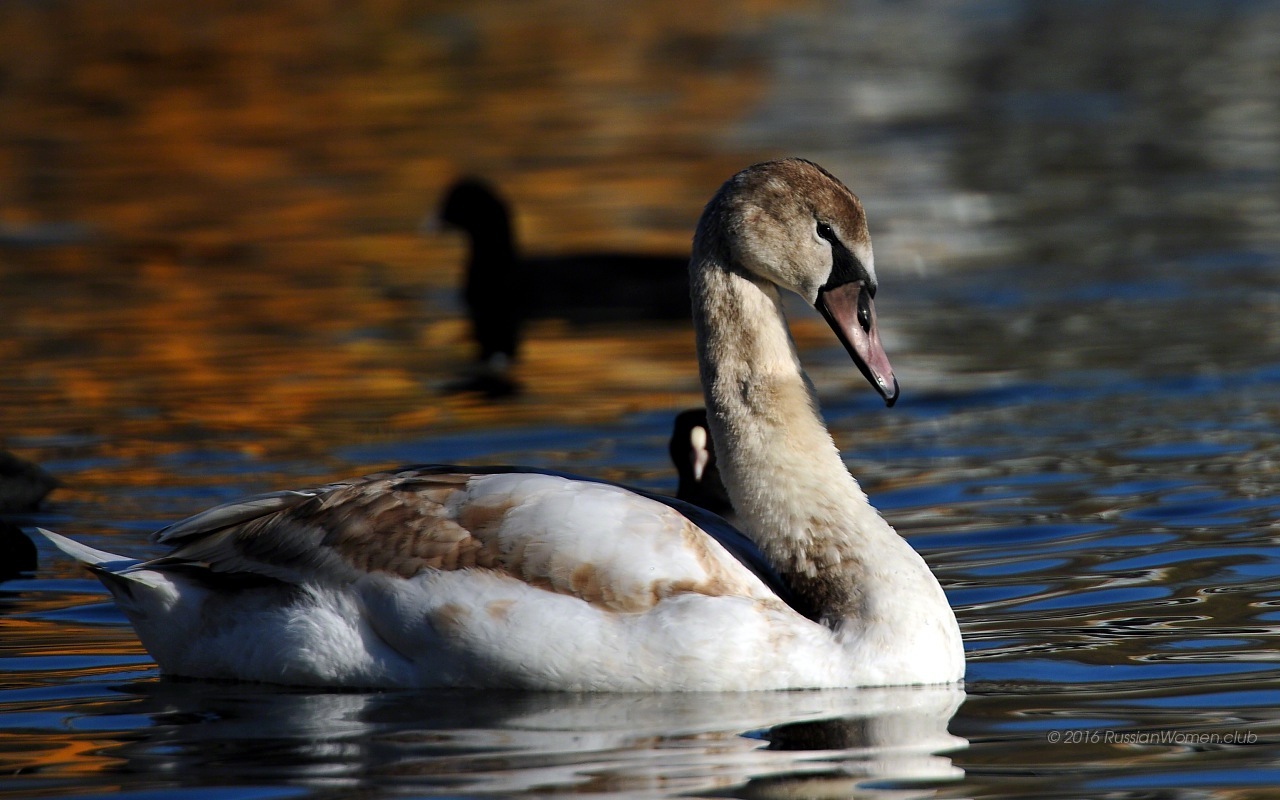 Samsung Galaxy Tab 4 - Swan - HD Wallpaper 