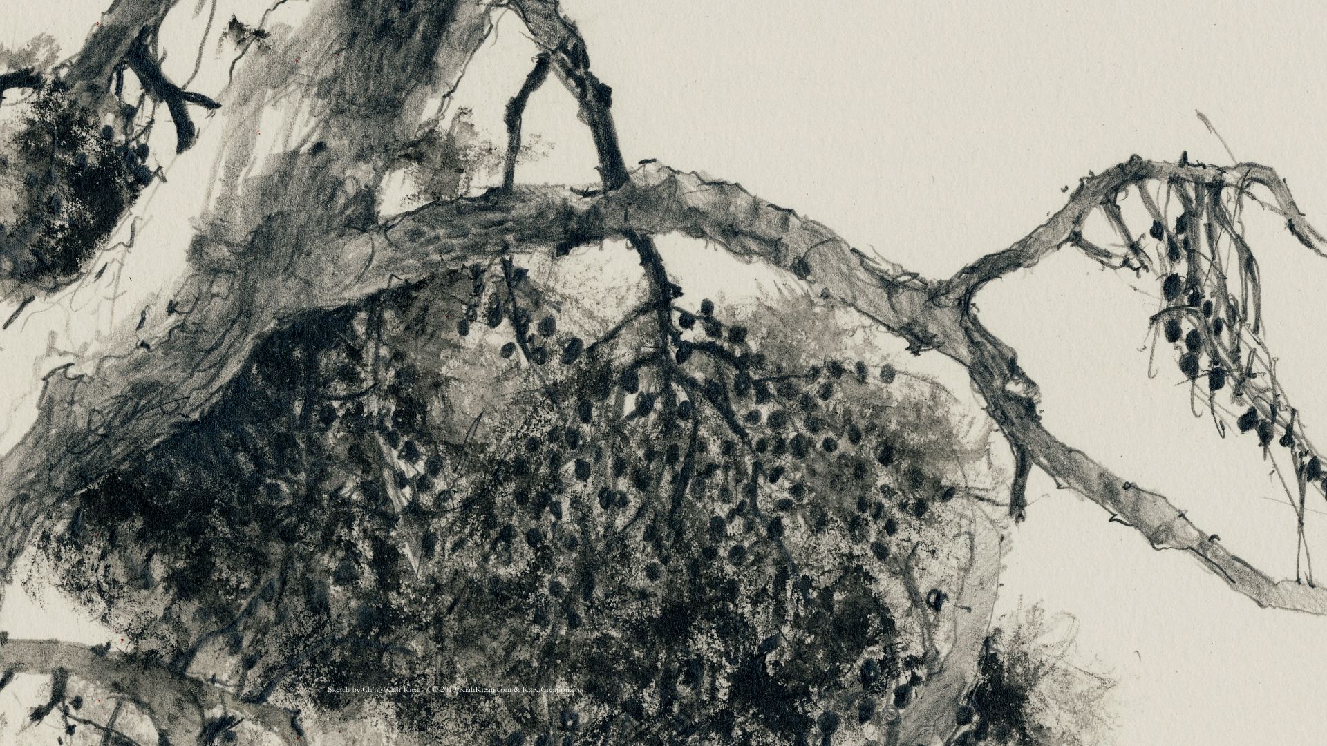 Mexican Pinyon - HD Wallpaper 