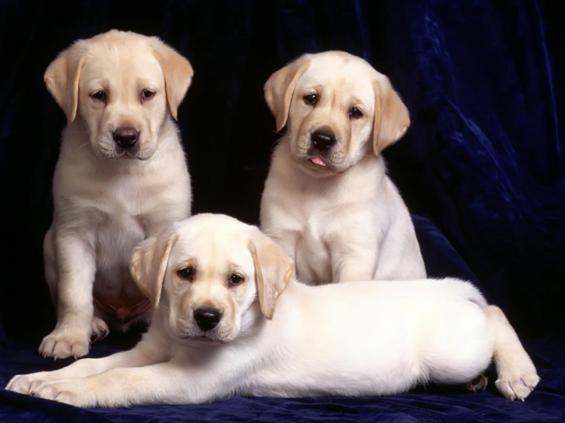 Labrador Dog Hd Wallpapers - HD Wallpaper 