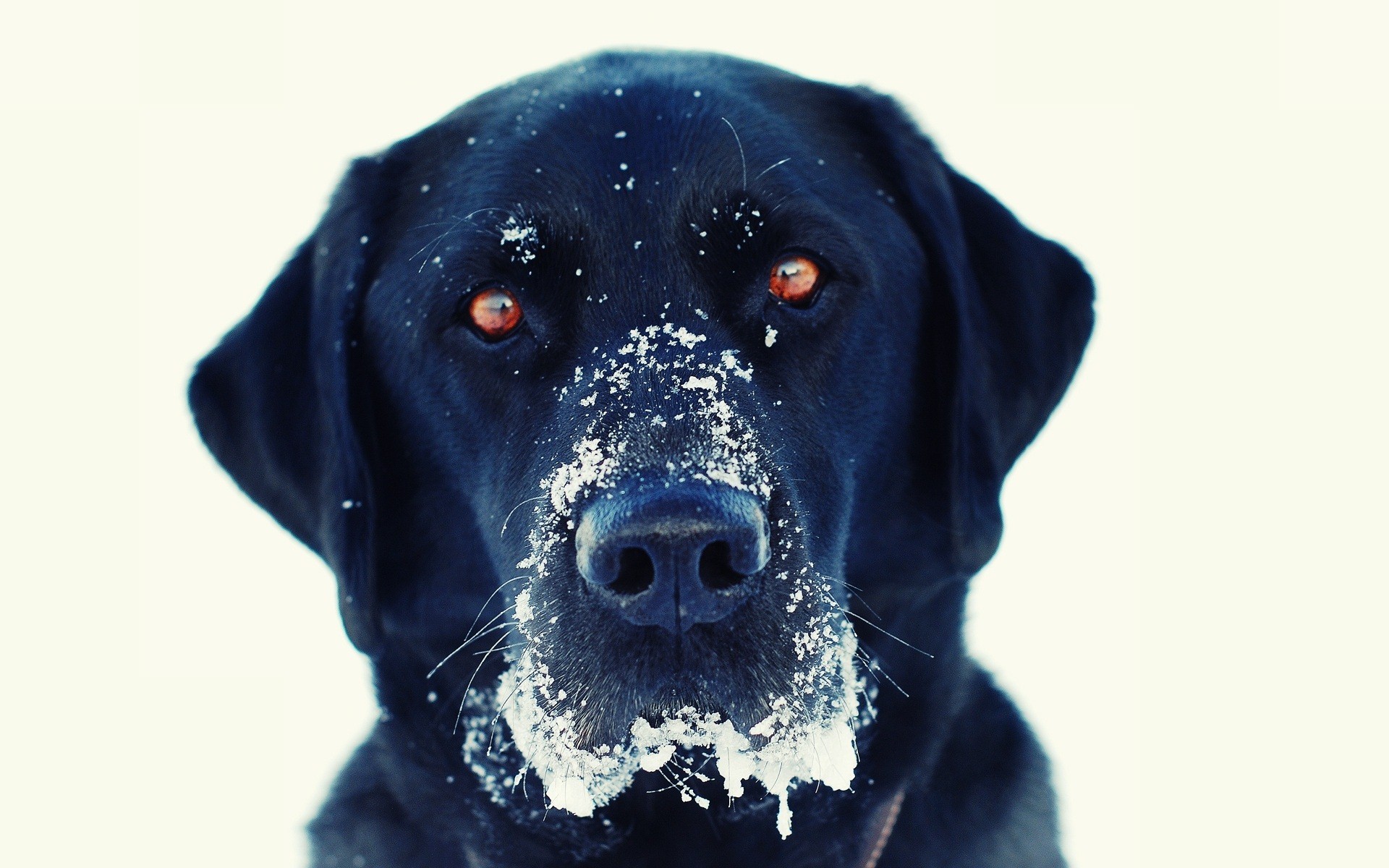 Labrador Retriever Dog Hd Photo - Black Dog In Snow - HD Wallpaper 