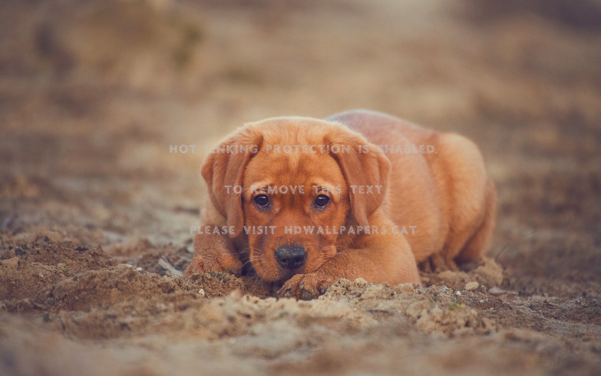 Puppy Dog Brown Retriever Labrador Summer - Dog Puppies Wallpaper Hd 1080p - HD Wallpaper 