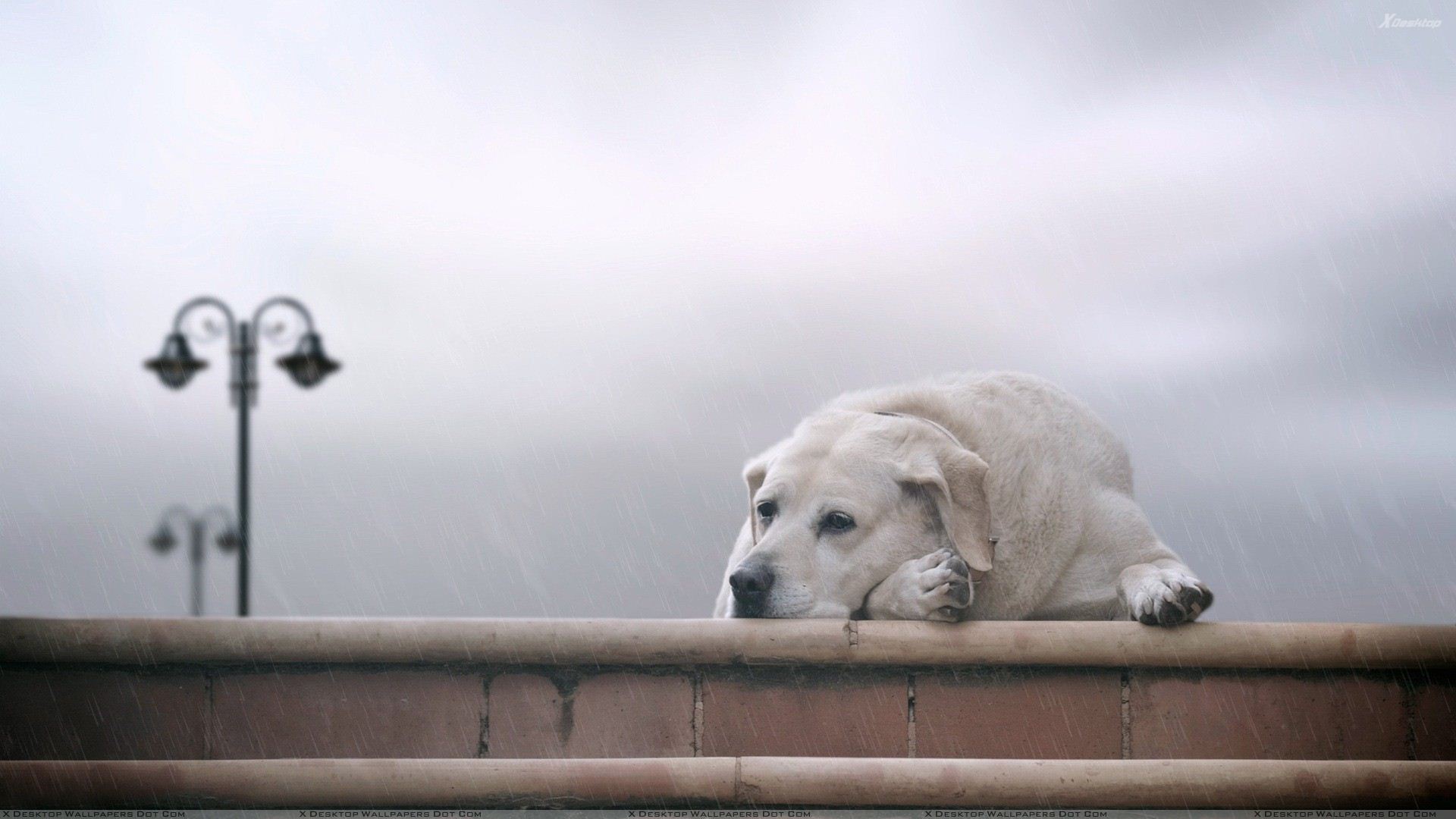 Sad Dogs Wallpaper Hd - HD Wallpaper 