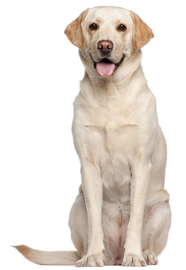 Labrador Dog Hd Wallpapers - 600x869 Wallpaper Labrador Dog Hd Wallpapers - 600x869 Wallpaper