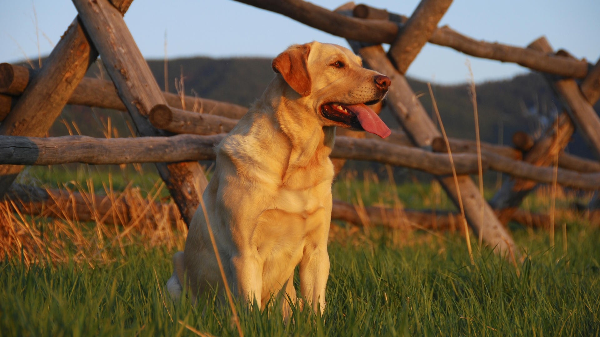 Labrador Wallpaper For Iphone - HD Wallpaper 